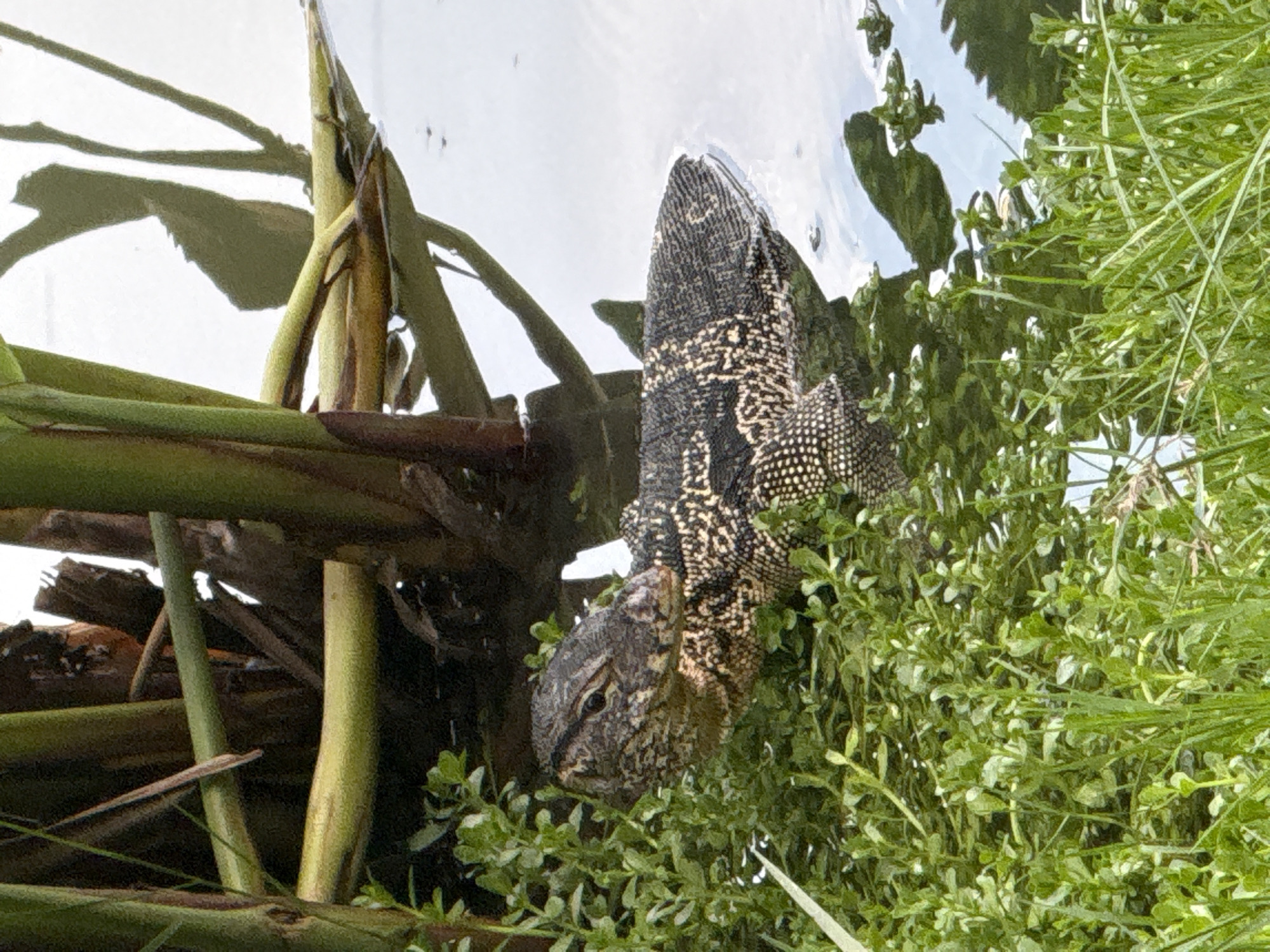 An adult Water Monitor Lizard (Varanus salvator) is partially submerged in murky water, surrounded by lush green vegetation. The lizard's head is turned to the left, with its eye visible. Its body, patterned with dark and light spots, extends into the water. Tall, thick green stalks of plants rise from the background, partially obscuring the lizard's rear. The water reflects the sky and the surrounding foliage. The scene appears to be in a natural or semi-natural environment, such as a park, canal, or wetland area within Bangkok, Thailand.