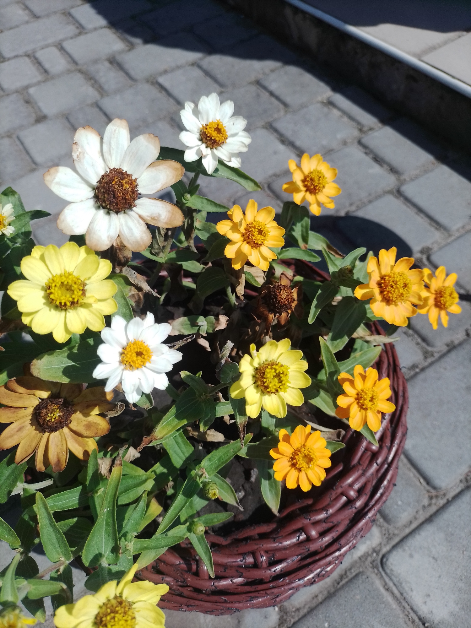 In Romodan, Ukraine, a close-up shot captures a cluster of zinnia flowers in various stages of bloom and decay, housed in a woven brown basket. The flowers exhibit a range of colors including white, yellow, and orange. Some petals show signs of browning and wilting, indicating a natural progression of their life cycle. The basket sits on a paved walkway composed of gray rectangular tiles, with a shadow cast from an unseen object on the right side of the frame. The lighting suggests it is daytime, likely outdoors.