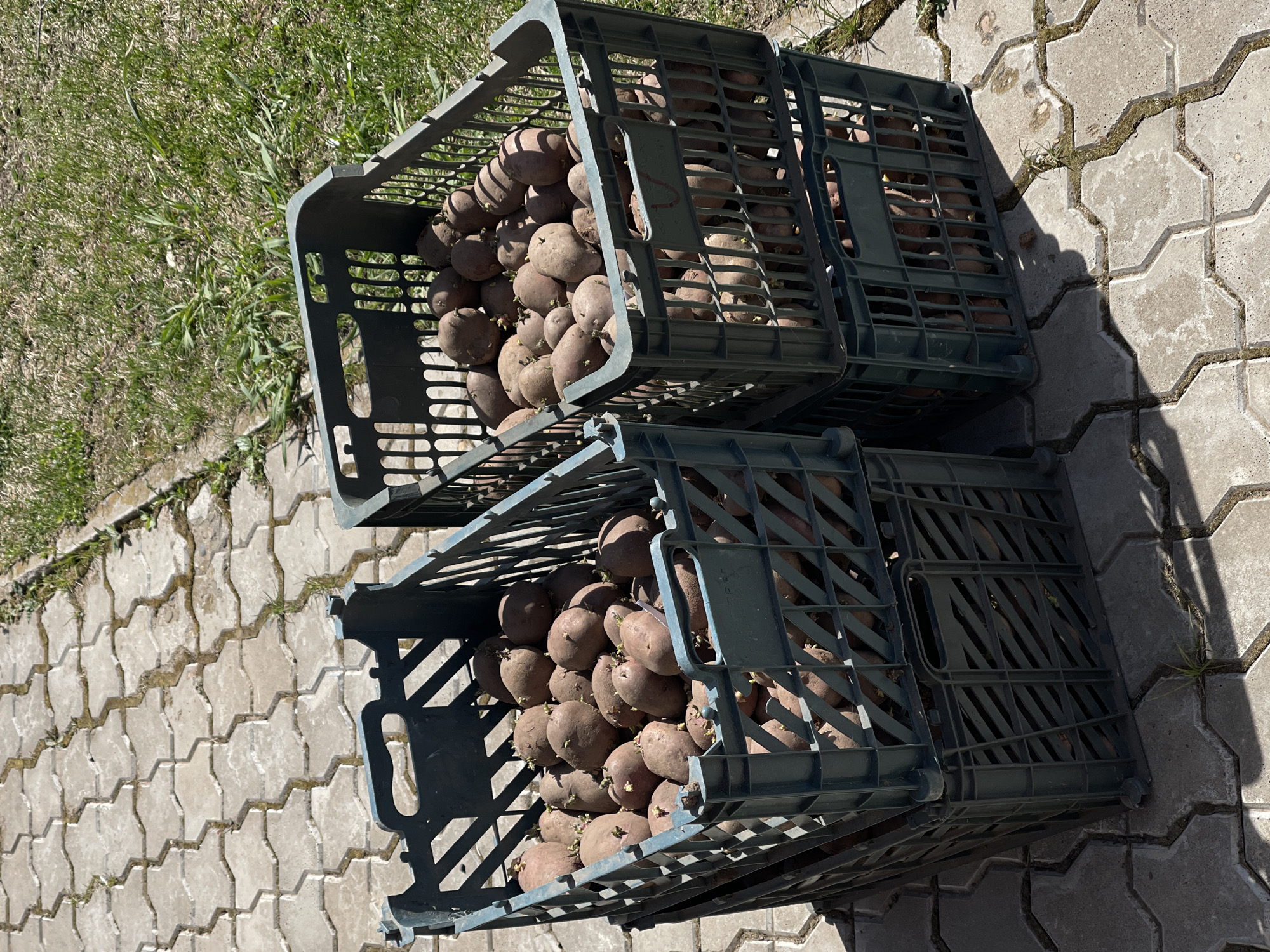 The image shows a stack of four dark green plastic crates filled with potatoes on a herringbone-patterned paving stone surface. The crates are stacked two high in two rows. Some of the potatoes are sprouting. The crates sit next to a patch of grass. The location is Перевозное, Russia.