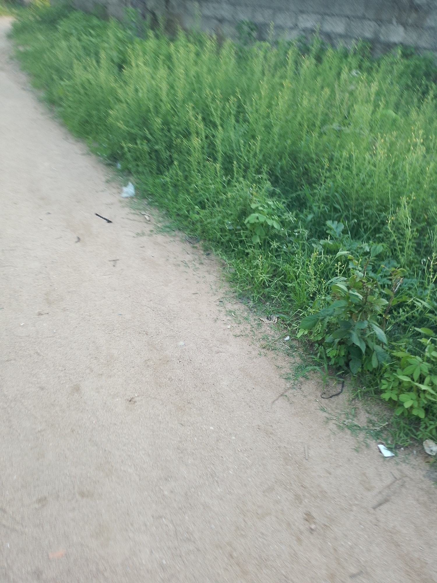 The image depicts an outdoor scene with a dirt path on the left and a dense area of green vegetation on the right. A grey, textured wall or building is visible in the upper background. The vegetation appears to be tall grass and some leafy plants. There are a few scattered items on the path, including a small piece of white plastic or paper, and a thin dark object that could be a twig or a piece of debris. The overall impression is of an undeveloped or natural area, possibly on the outskirts of a settlement. The lighting suggests it is daytime, possibly late afternoon or early morning due to the soft light and long shadows. Without specific landmarks or identifying features, it is not possible to determine the exact location within Jalingo, Nigeria.