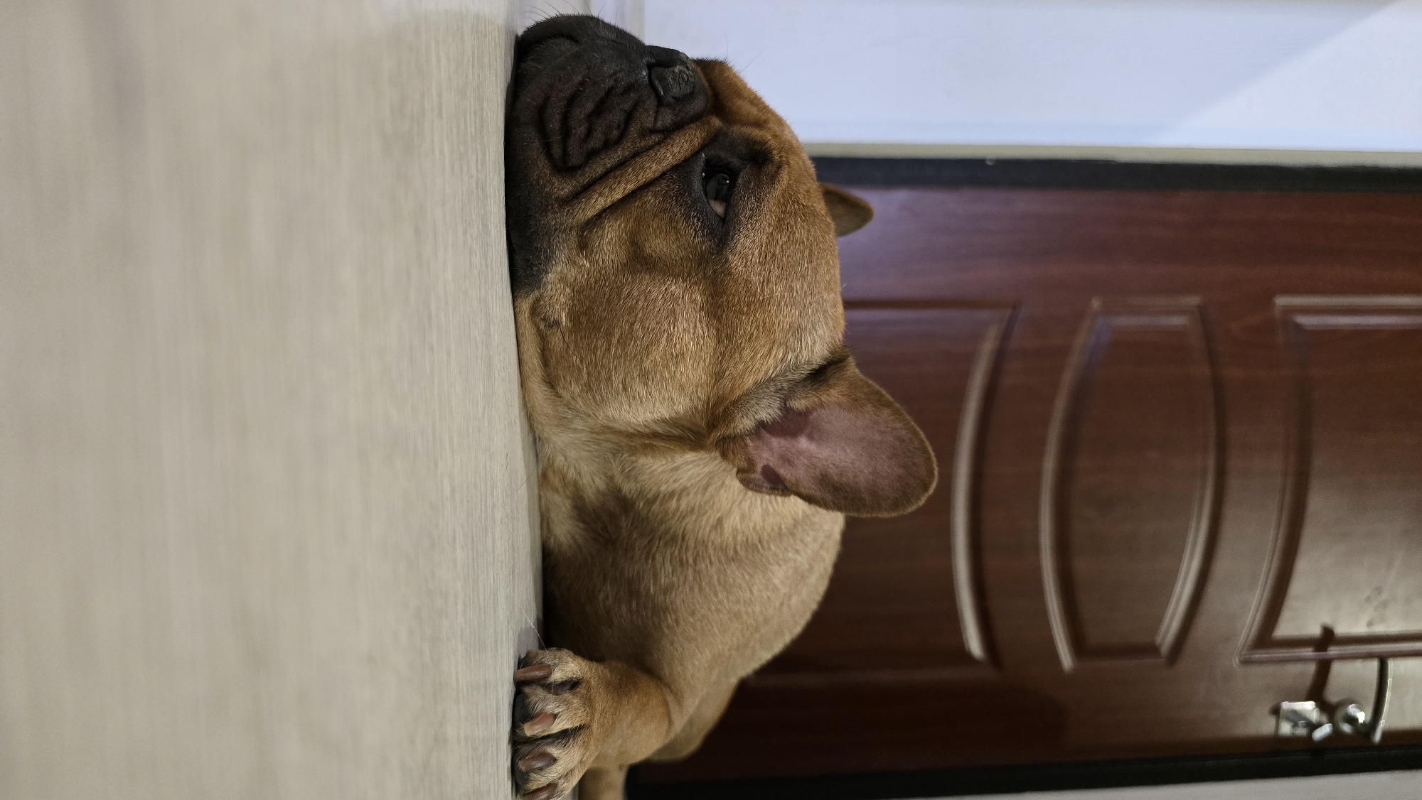 A brown French bulldog is lying down on a light-colored floor in front of a dark wooden door. The dog's head is resting on the floor, and its eyes are partially closed. The dog's ears are perked up. The door has a dark wood grain pattern and a silver doorknob. The environment appears to be indoors. The image does not contain any information that can be used to determine the location in the city of Krasnodar, Russia.