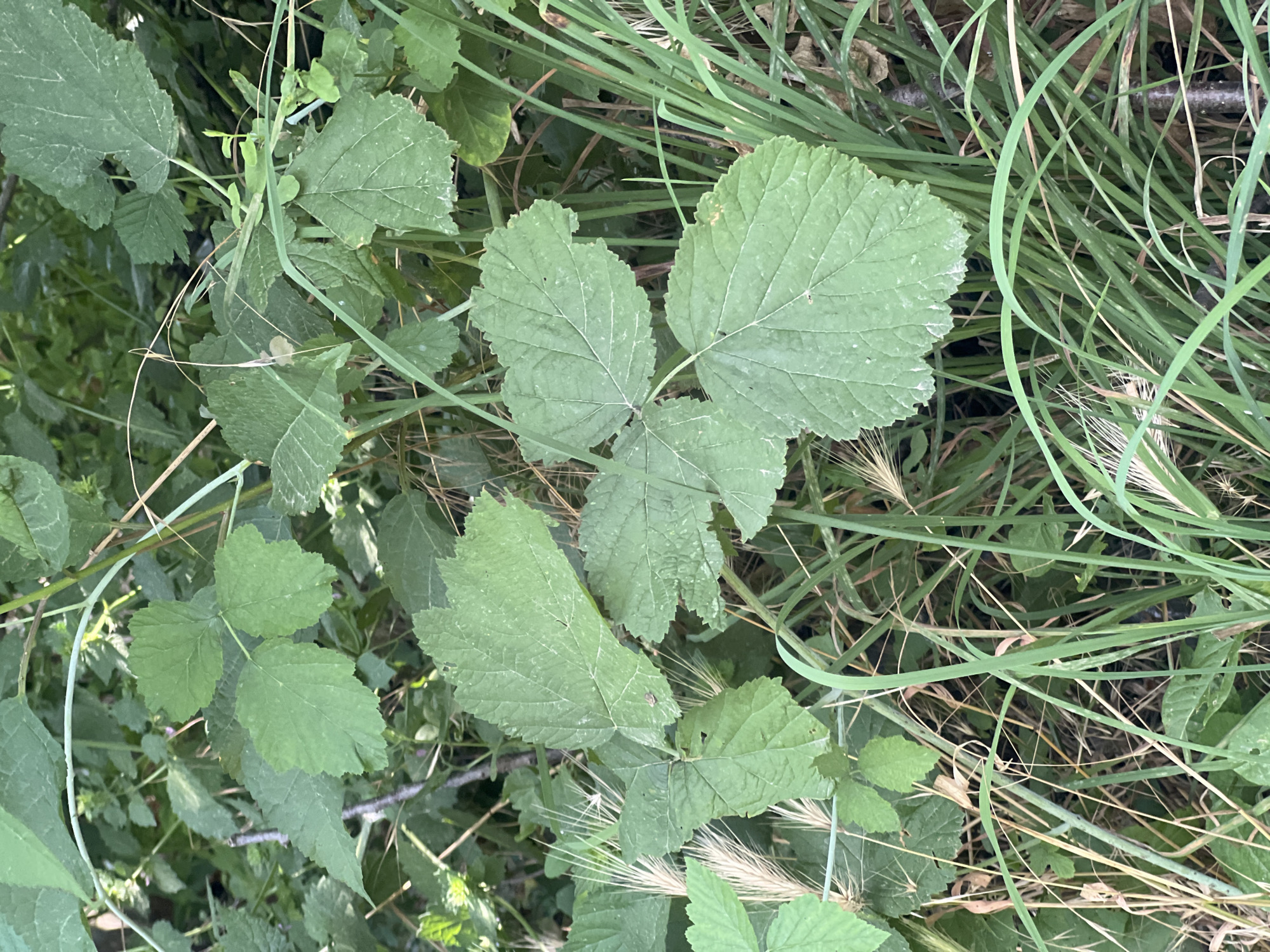 The image shows a close-up of green foliage, likely in an outdoor natural setting. The plants are dense, with various shades of green leaves and some taller, thin grass stalks. The leaves appear to be from a shrub or bush, with some showing serrated edges. Sunlight filters through the leaves, creating a dappled effect. The background is a blur of more green and brown, suggesting a natural environment. The specific location of Bârnova, Romania, is not visually discernible from the image itself; this information would need to be external. There are no people, animals, or specific man-made objects visible that would indicate a city or urban environment. The focus is on the textures and colors of the vegetation.