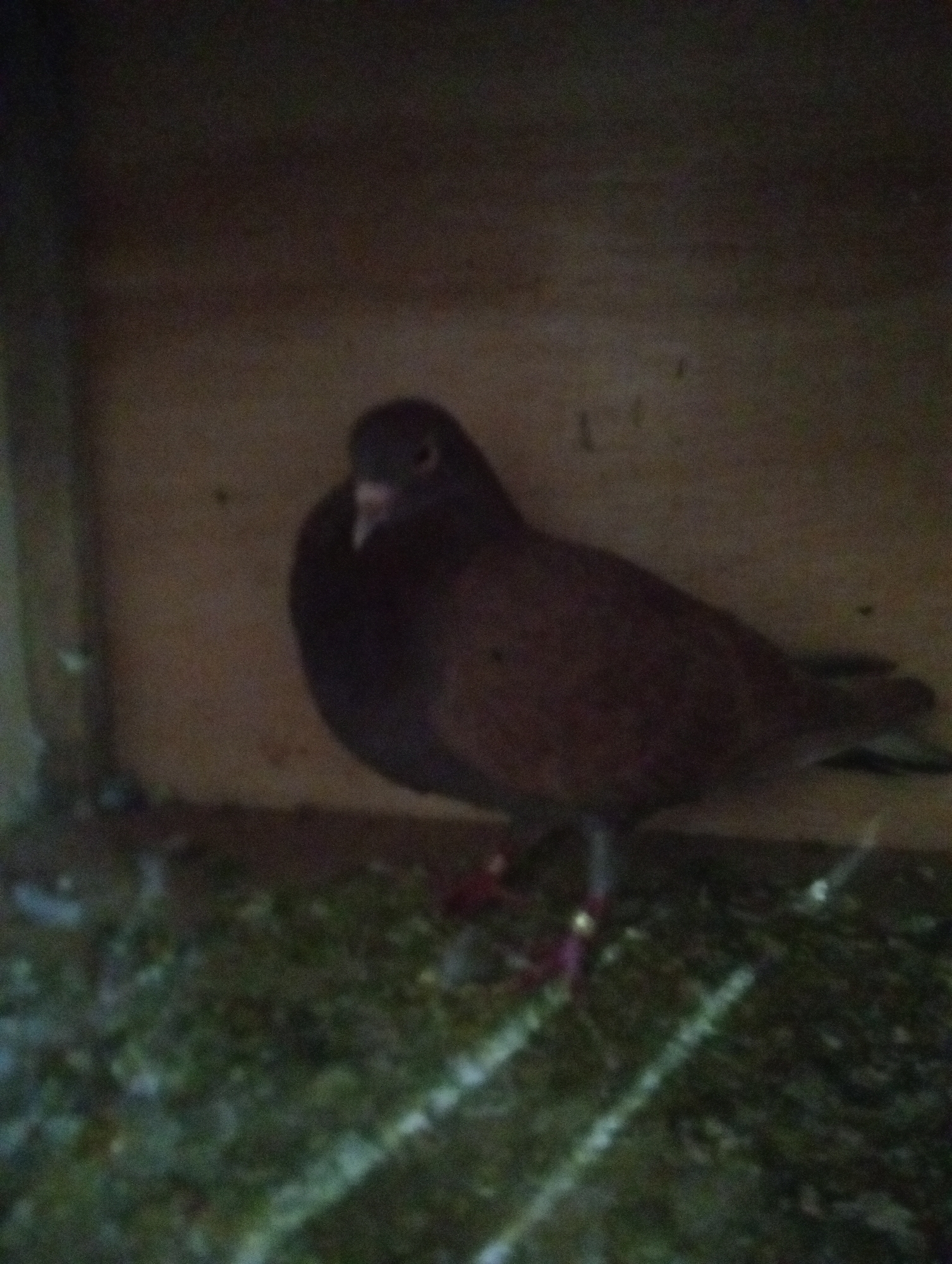A dark brown pigeon is perched on a nest made of hay and other natural materials inside a wooden enclosure. The pigeon is facing left, with its head slightly turned towards the viewer. The background is the wooden interior of the enclosure. The lighting is dim, with some light illuminating the pigeon and the nest. The image is slightly blurred and grainy, suggesting it was taken in low light conditions or with a low-resolution camera. The location of this scene is not specified in the image itself.