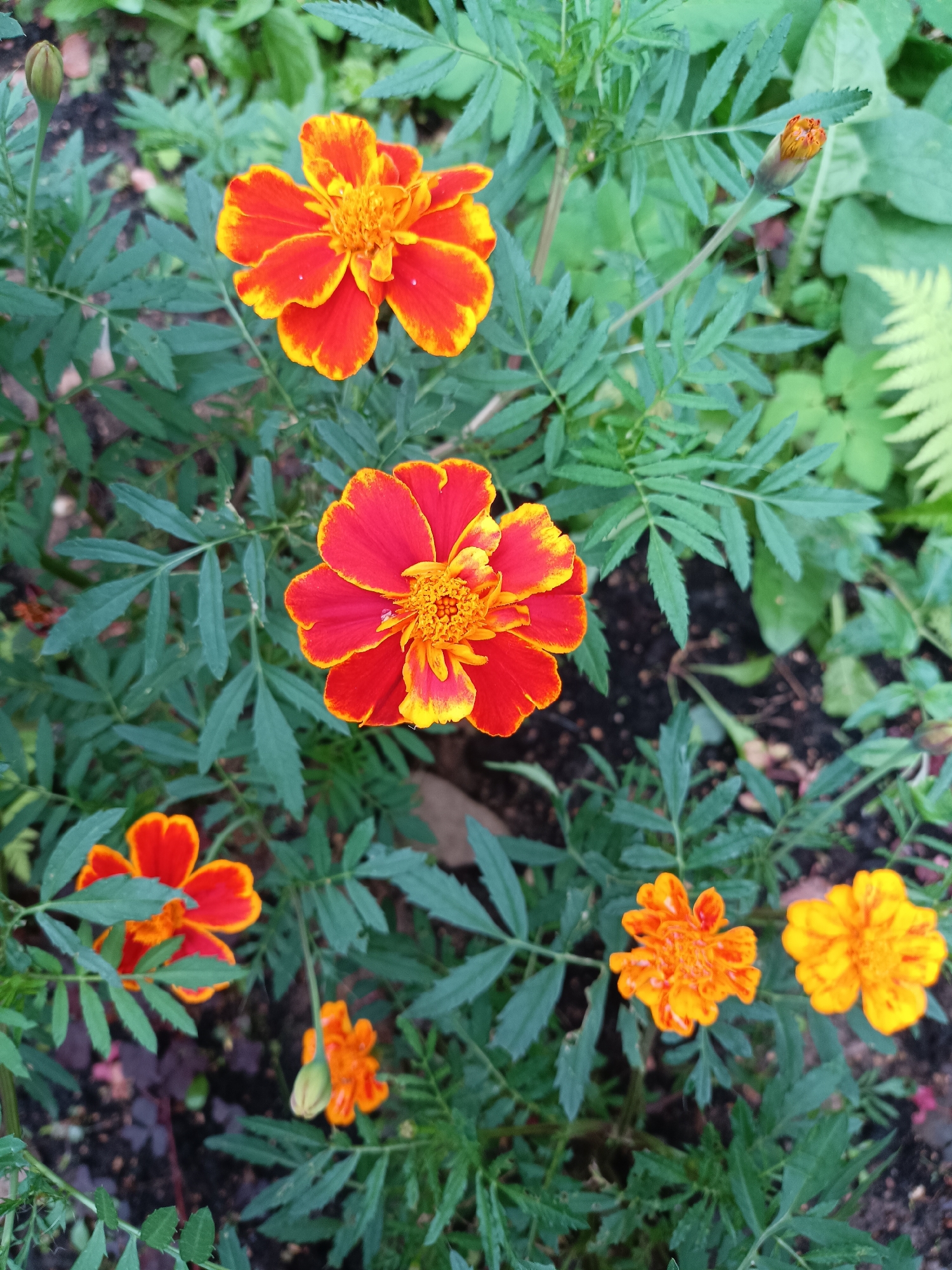 The image displays a close-up, overhead view of several blooming marigolds and their buds nestled amongst green foliage and dark soil. The flowers exhibit vibrant red and yellow bi-colored petals, with some having a predominantly red hue and others being more yellow. Their centers are a complex, ruffled pattern of yellow. The surrounding leaves are deeply serrated and green, with some appearing slightly wet, suggesting recent rain. The soil beneath is dark and appears to contain small pebbles and scattered leaf litter. No people or animals are visible. The context of this scene within Yaroslavl, Russia, is not discernible from the visual information provided.