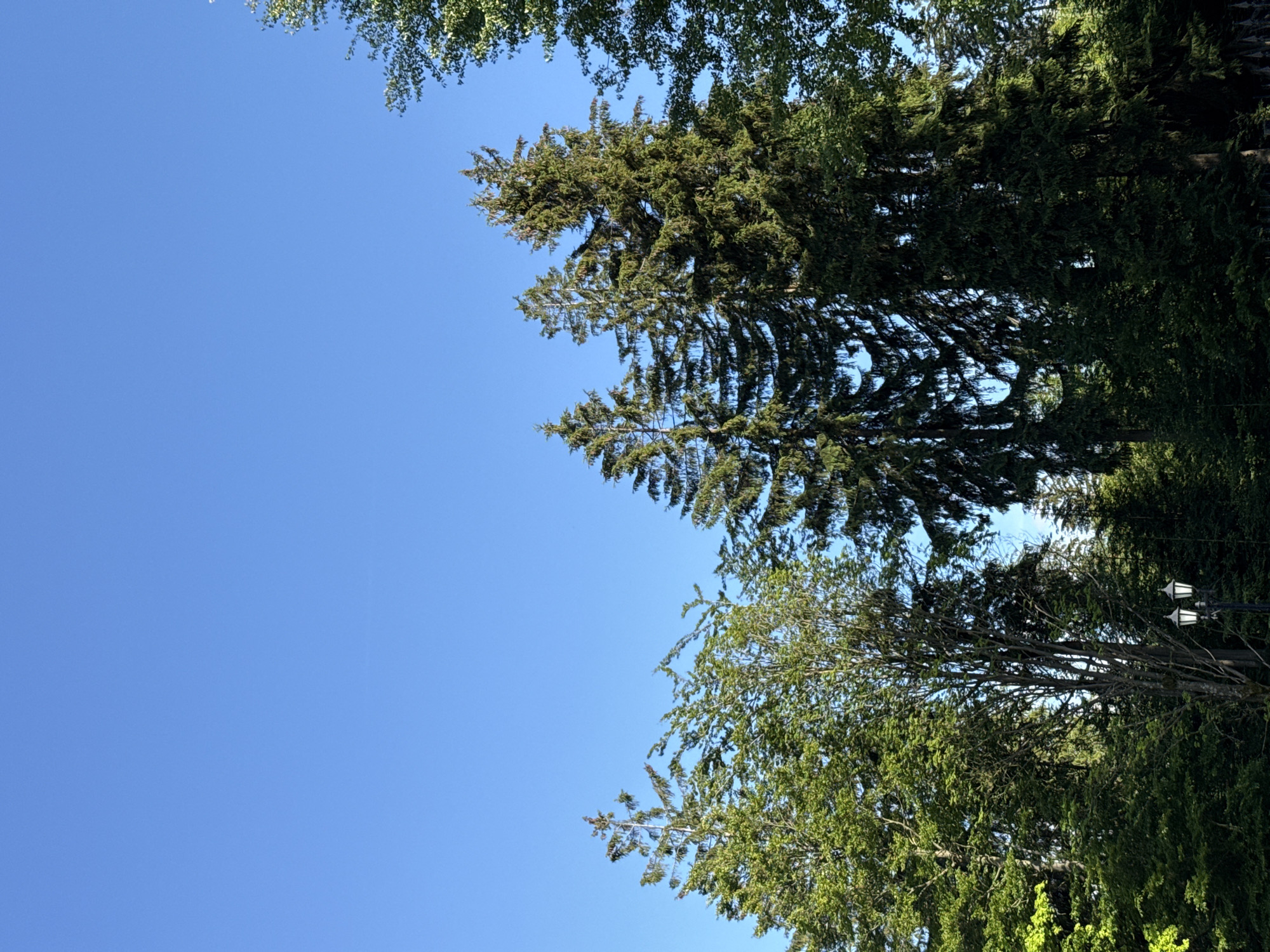 The image depicts a clear blue sky above a dense canopy of green trees in Szklarska Poręba, Poland. In the foreground, several tall evergreen trees stand prominently, their branches reaching upwards. To the left and center, deciduous trees with lighter green foliage are visible. The lower portion of the image reveals the dark shadows cast by the trees and hints of a pathway with a traditional lamppost. The overall scene suggests an outdoor environment, likely a park or forest edge, on a bright, sunny day.