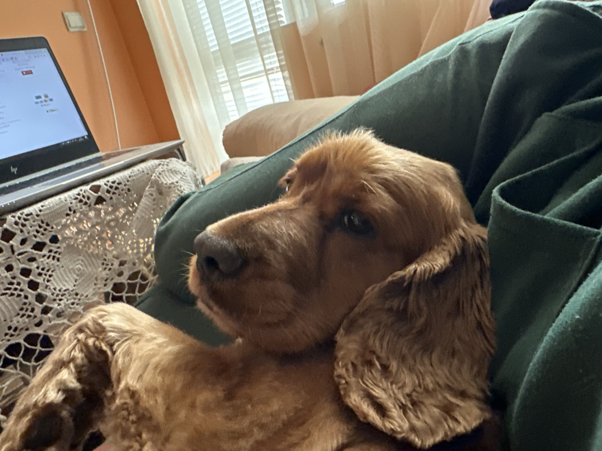 A tan Cocker Spaniel dog rests on a person's lap, likely indoors. The person is wearing a dark green garment, possibly a jacket. Next to them, a laptop is placed on a small table covered with a white lace cloth. A window with white blinds is visible in the background. The setting could be a home or apartment. There is no information that indicates the picture was taken in Sofia, Bulgaria.