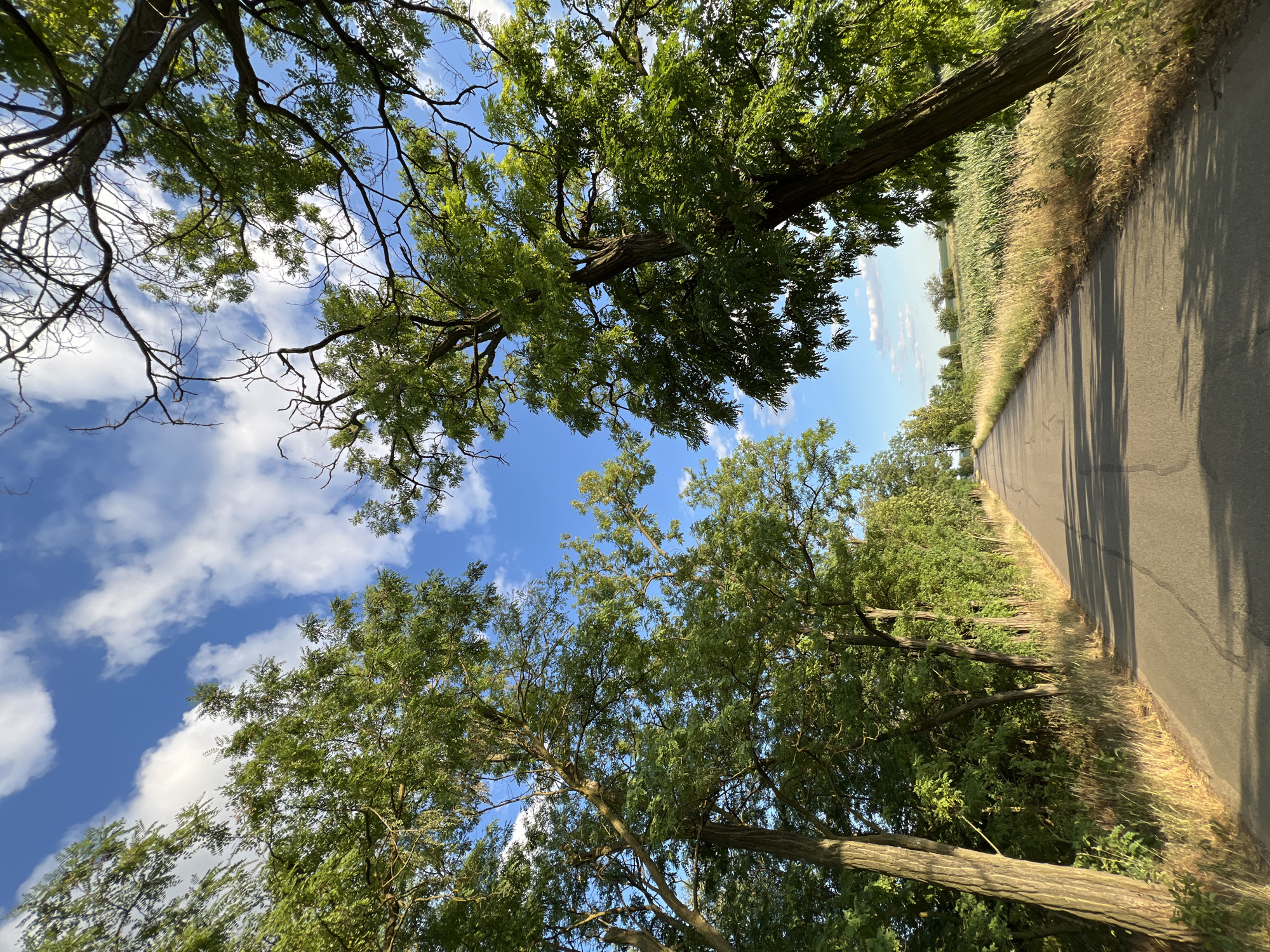The image depicts a rural asphalt road lined with trees on either side, leading into the distance under a partly cloudy blue sky. On the right, a field of tall green crops, possibly corn, is visible. The perspective is from the road, looking forward. The trees, with their green foliage and visible branches, create a canopy effect over the road. The scene appears to be a sunny day. The location is identified as the city of Žatčany, Czechia. There are no people or animals visible in the image.