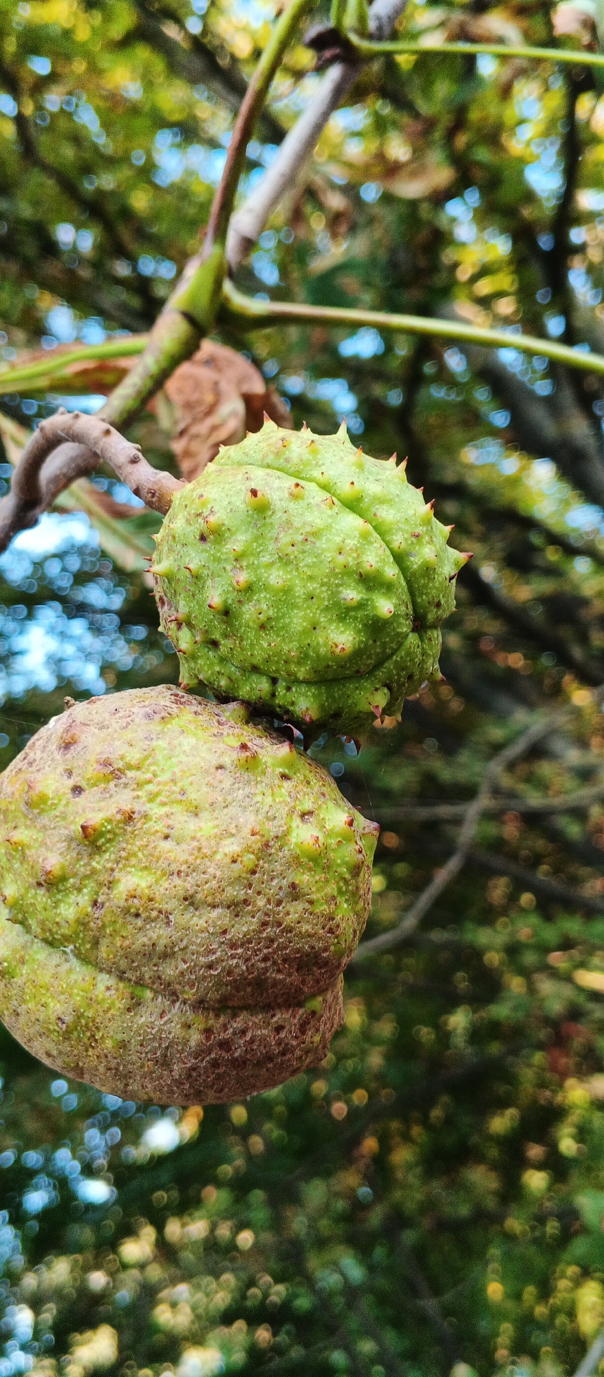 A close-up, vertical shot focuses on two horse chestnuts hanging from a branch against a blurred background of green foliage and dappled sunlight. The upper chestnut is a vibrant green, covered in sharp, red-tipped spines. It has a rounded, segmented appearance. Below it, a larger chestnut is more weathered, its spiny outer shell showing a mottled green and brown coloration with a textured, slightly bumpy surface. The branch itself is brown and gnarled, with a few smaller twigs extending from it. The bokeh effect in the background creates soft, circular highlights of blue and yellow, suggesting a bright, possibly sunny day. The image appears to have been taken outdoors in a natural setting, likely a park or garden within the city of Smila, Ukraine, given the context.
