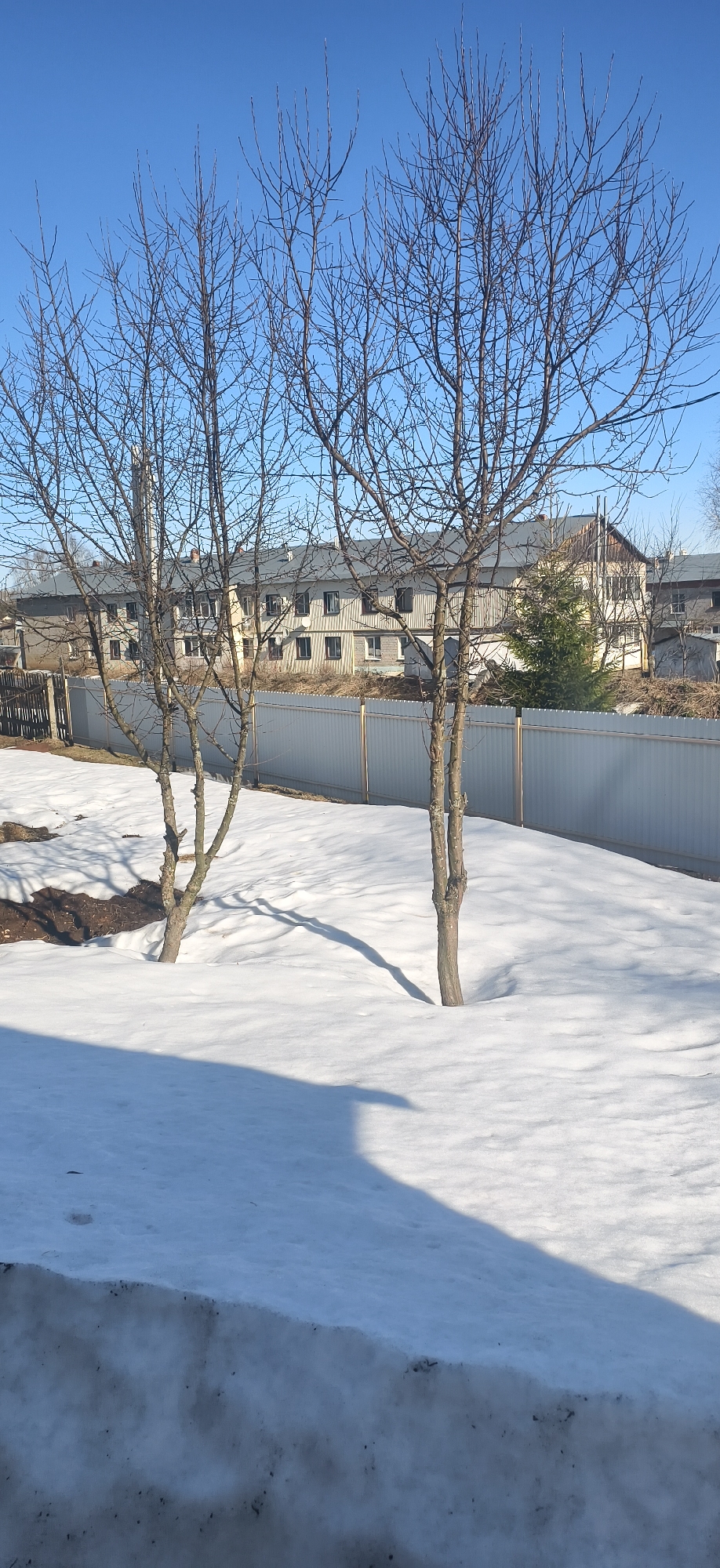 The image shows a snowy scene with trees in the foreground and buildings in the background. The location is Фоки, Russia, as per the metadata. The trees are bare, indicating it is likely winter or early spring. A white metal fence runs across the midground, separating the foreground snow-covered area from the buildings behind. The buildings appear to be multi-story residential structures. The sky is clear and blue. The presence of snow suggests a cold climate and recent or ongoing winter conditions. Shadows cast by the trees suggest a sunny day. There are no people visible in the image.