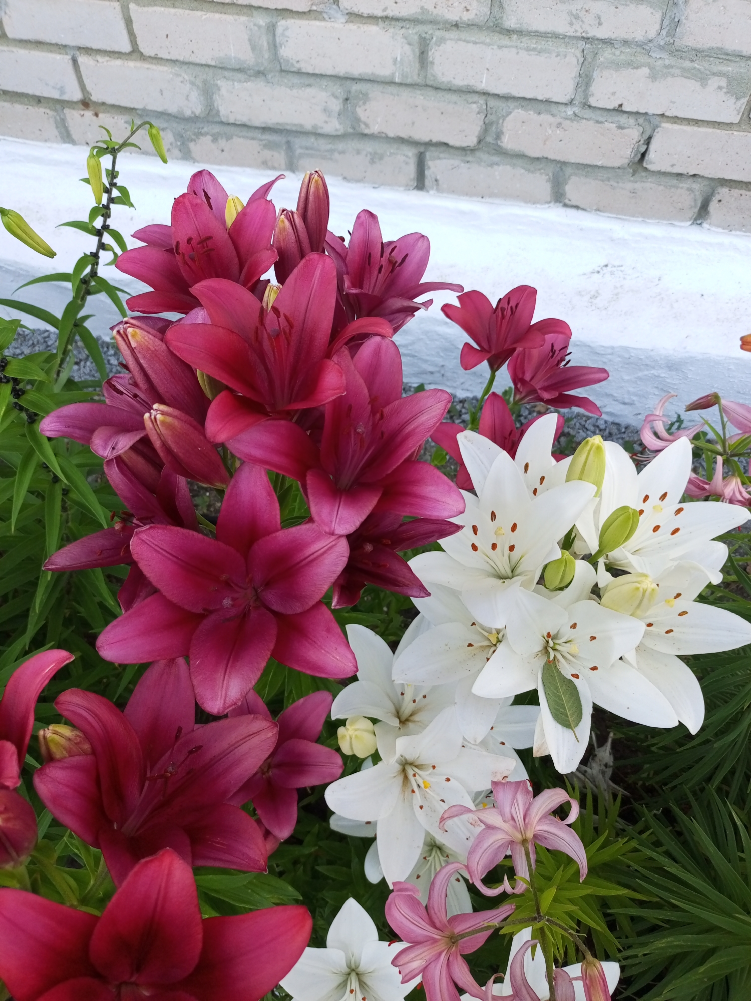 A high-angle shot captures a collection of lilies, predominantly dark pink and white, growing outdoors near a light-colored brick wall with white trim. Several dark pink lilies are in full bloom, their petals unfurled and showcasing their centers with prominent stamens. Interspersed among them are clusters of white lilies, also in bloom, with delicate brown spots on their petals and green buds. Smaller, pale pink lilies are visible further in the background. Green foliage forms the base of the floral arrangement, and some of the lilies have unfurled buds. The scene appears to be a garden or flowerbed in the city of Voroshilovka, Kazakhstan.