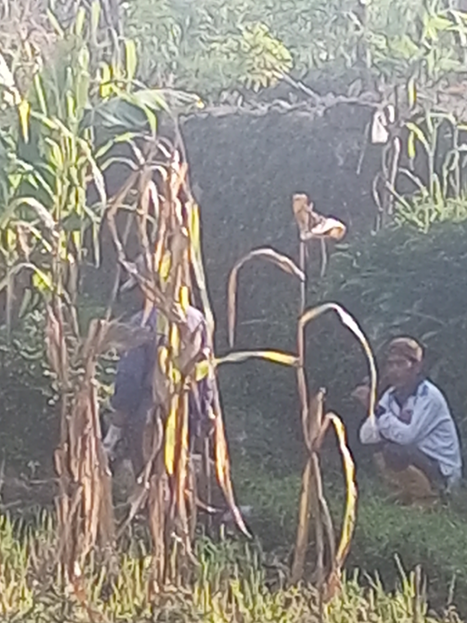 The image, captured in Krasak, Indonesia, depicts an outdoor scene with two individuals and agricultural elements. In the foreground, dry corn stalks are prominently featured, with some appearing withered and others green. To the left, partially obscured by the corn stalks, is a person wearing a dark blue garment. To the right, a person wearing a light blue long-sleeved shirt and a patterned head covering is crouched on the ground. This individual is facing away from the camera, appearing to be engaged in an activity or observing something. The background consists of lush green foliage, suggesting a rural or agricultural setting. The lighting indicates it is daytime, with the sun casting shadows. The overall impression is one of a working farm or rural landscape.