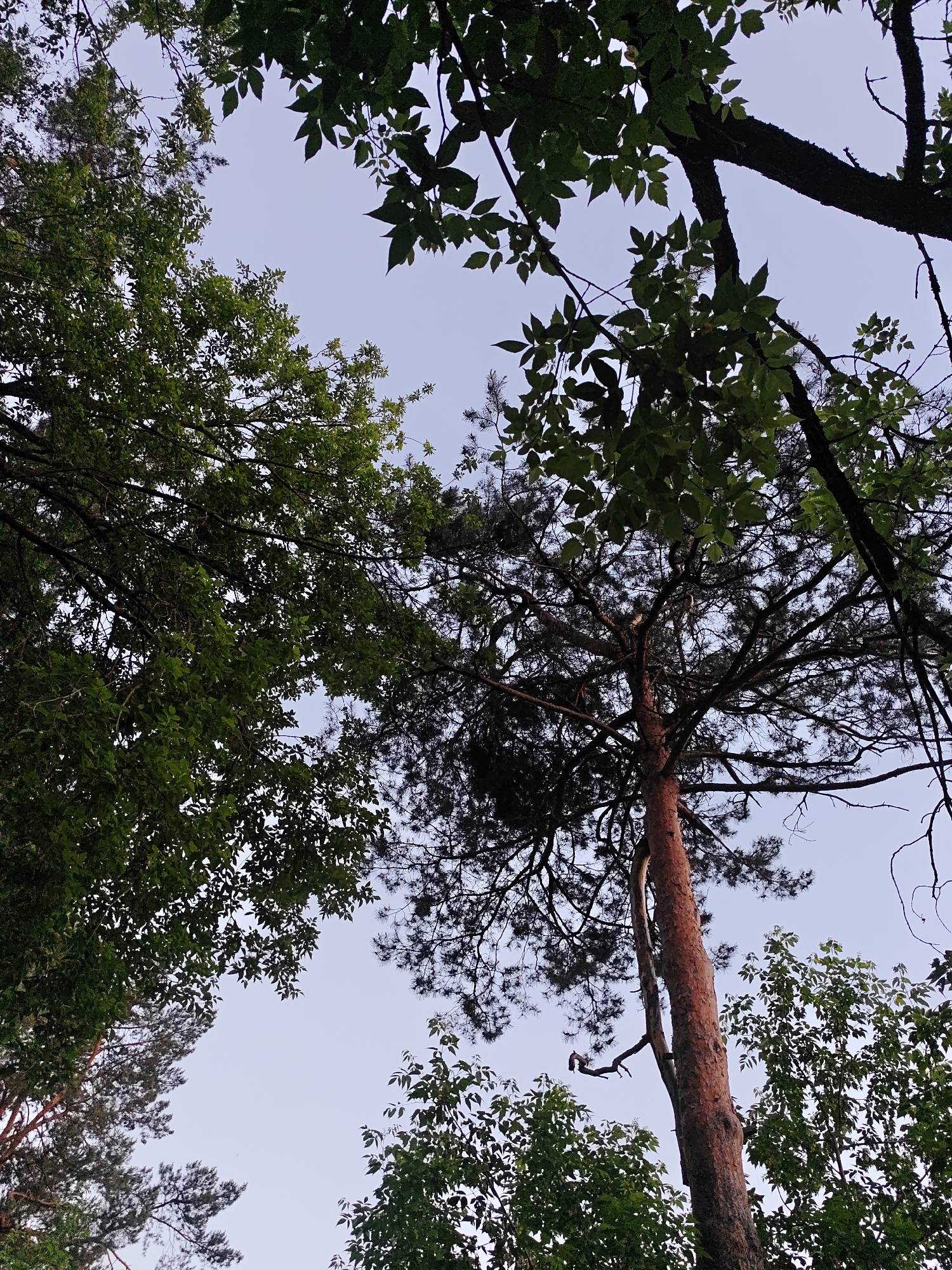 The image depicts an upward view through a mixed canopy of trees against a light blue-grey sky, taken in Kratovo, Russia. The foreground and left side are dominated by deciduous trees with green, ovate leaves, while the center and right feature a prominent pine tree with reddish-brown bark and dark, needle-like foliage. A broken or severed branch stub is visible on the main trunk of the central pine. Other tree branches and foliage, some silhouetted, are visible around the periphery. No individuals, animals, or man-made structures are present within the frame. The lighting suggests diffuse or indirect illumination, characteristic of an overcast sky or twilight conditions.