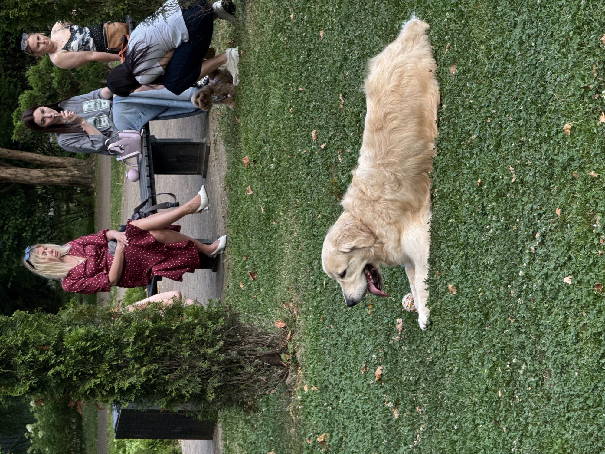 The image shows a group of people and a dog on a grassy area, likely a park. There are at least four people visible, some sitting on a bench and others standing. One woman is wearing a red polka-dot dress and white heels, and she is sitting on the bench with her legs crossed. Another woman, in a grey t-shirt with dollar bill graphics, is also on the bench, holding a cigarette. A third person, wearing a grey t-shirt and jeans, is bent over. A fourth person, in a patterned top and jeans, is partially visible, leaning back. A small brown dog is also on the ground near the bench. A large golden retriever is lying on the grass in the foreground, with its mouth open and tongue out, appearing to pant or yawn. There's a ball near the golden retriever. The setting is outdoors with lush green grass and trees in the background. The lighting suggests it is daytime, possibly late afternoon or early evening. The presence of trees and the grassy park suggest a temperate climate. The people appear to be casually dressed, indicating a relaxed outing.