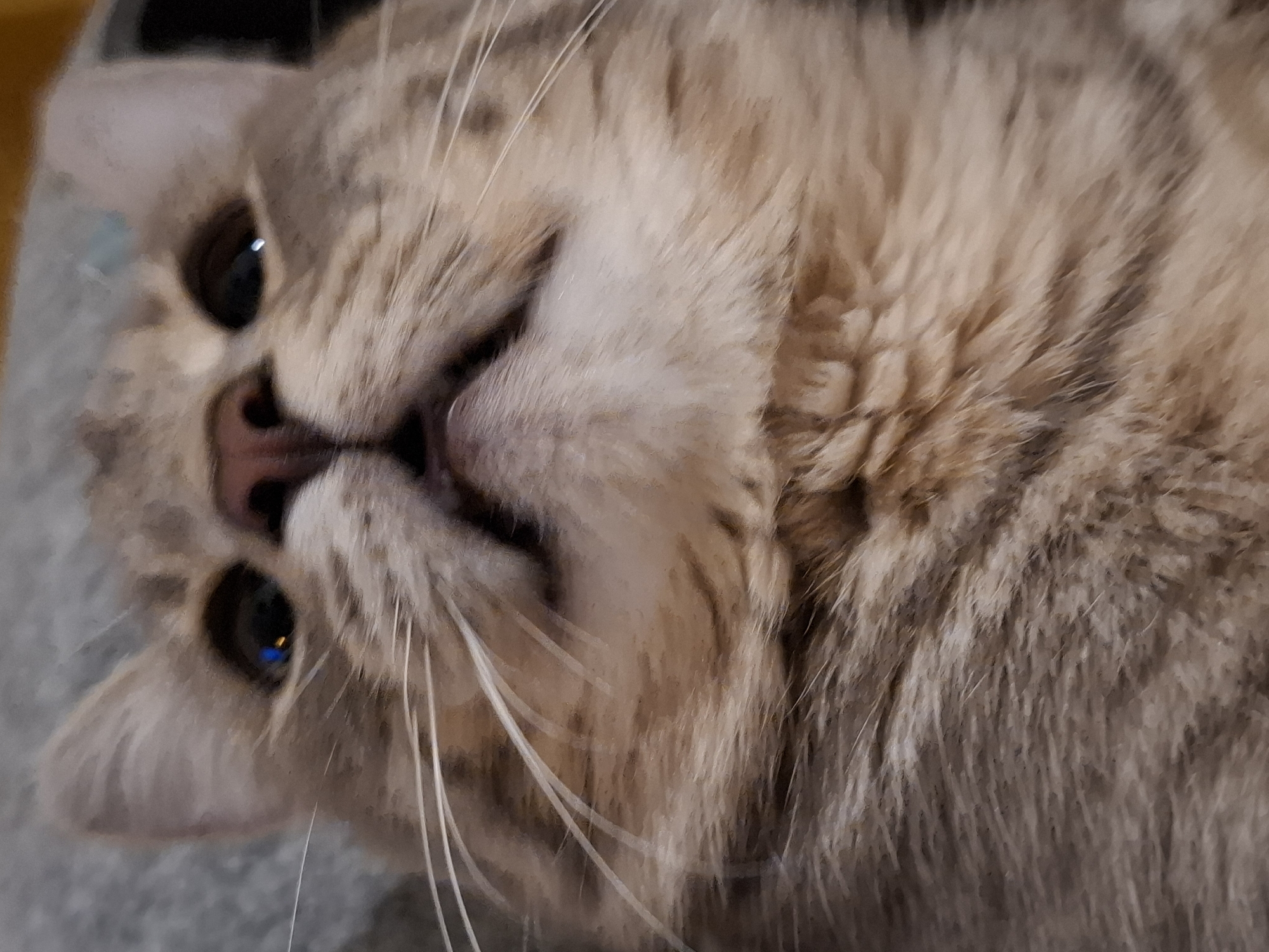 A close-up, low-angle, waist-up shot features a fluffy, tabby cat with grey and brown fur lying down and looking upwards. The cat's large, expressive eyes are wide open, with one eye reflecting a bright blue light. Its pink nose is slightly upturned, and its mouth is subtly agape, revealing a glimpse of its tongue. Long white whiskers fan out from its muzzle. The cat's fur is soft and appears dense, with visible stripes and variations in color. The background is blurred, but a hint of grey texture, possibly a blanket or pillow, is visible behind the cat. The lighting is dim, casting shadows that highlight the cat's features. No people are present in the image. The location is unknown.