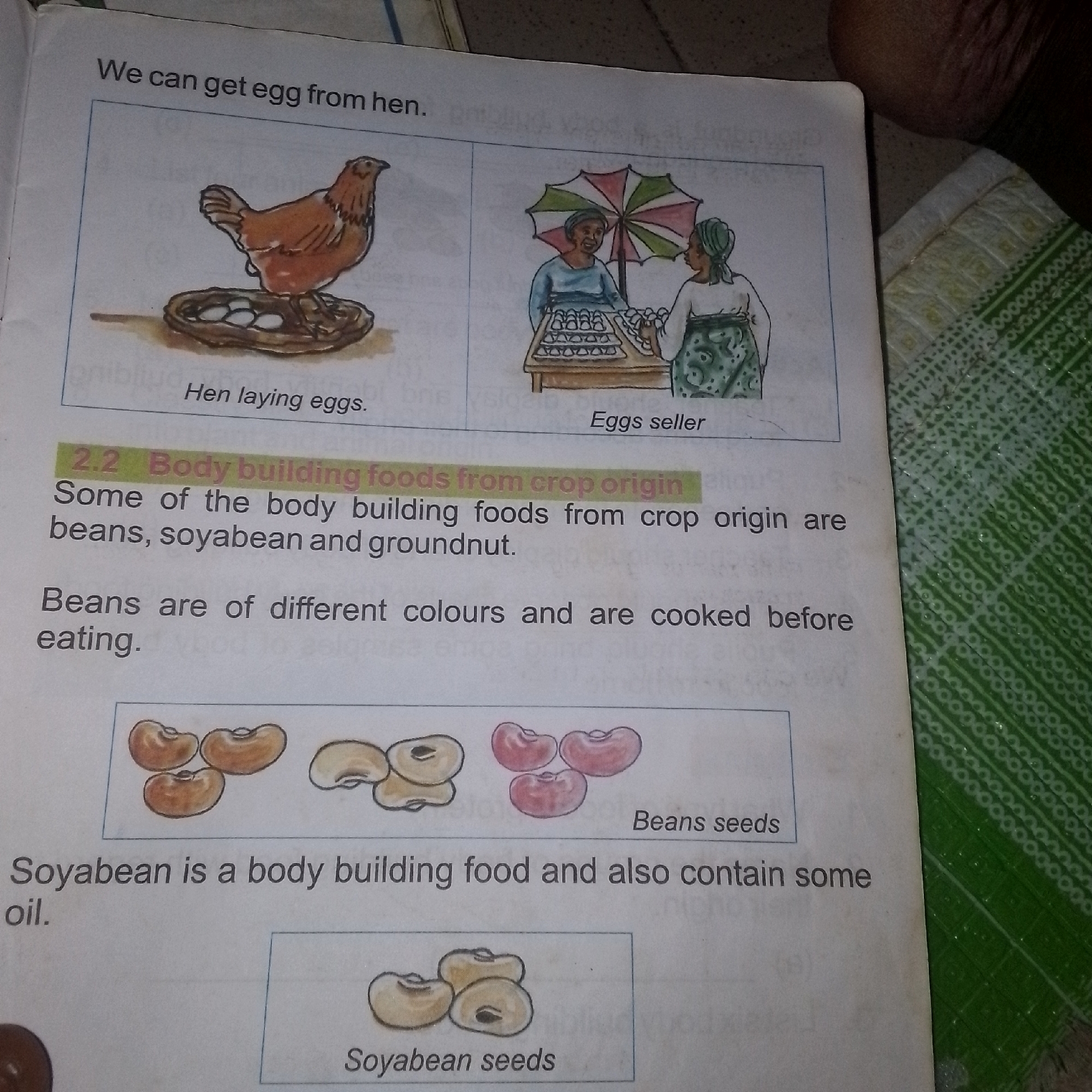 The image is a page from a children's book. At the top, there is text that reads "We can get egg from hen." Below this, two illustrations are presented side-by-side. The left illustration depicts a hen sitting on a nest of eggs. The text below this illustration says "Hen laying eggs." The right illustration shows two women standing under an umbrella, with a stall in front of them laden with many eggs. The text below this illustration reads "Eggs seller."
Further down the page, there is a section titled "2.2 Body building foods from crop origin". The text reads: "Some of the body building foods from crop origin are beans, soyabean and groundnut."
Below this, there is a sentence: "Beans are of different colours and are cooked before eating." An illustration follows, showing three different types of bean seeds. To the right of this illustration, the text says "Beans seeds."
Finally, at the bottom of the page, there is a sentence: "Soyabean is a body building food and also contain some oil." Below this, there is an illustration of soyabean seeds with the text "Soyabean seeds." The image's background shows a green patterned surface, suggesting it is placed on a tablecloth or similar material. There is no information about its location in a city.