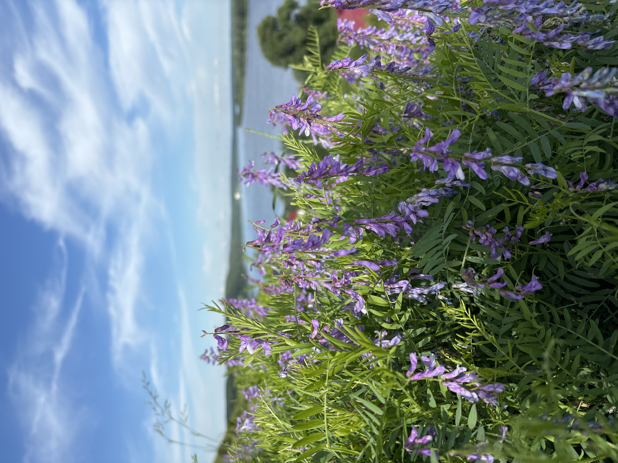 In the foreground of the image, a dense cluster of vibrant purple wildflowers with green leaves occupies the lower half of the frame. The flowers are delicate and bell-shaped, hanging in clusters from slender stems. Behind the flowers, a calm body of water, likely a river, stretches across the middle ground, bordered by lush green trees and a hint of red rooftops on the distant shore. The sky above is a bright blue, dotted with wispy white clouds. The scene captures a natural landscape, possibly on the outskirts of the city of Olkhovka, Russia, suggesting a peaceful and scenic environment. There are no people or animals visible in the image. The lighting indicates it is daytime, with bright sunlight illuminating the scene.