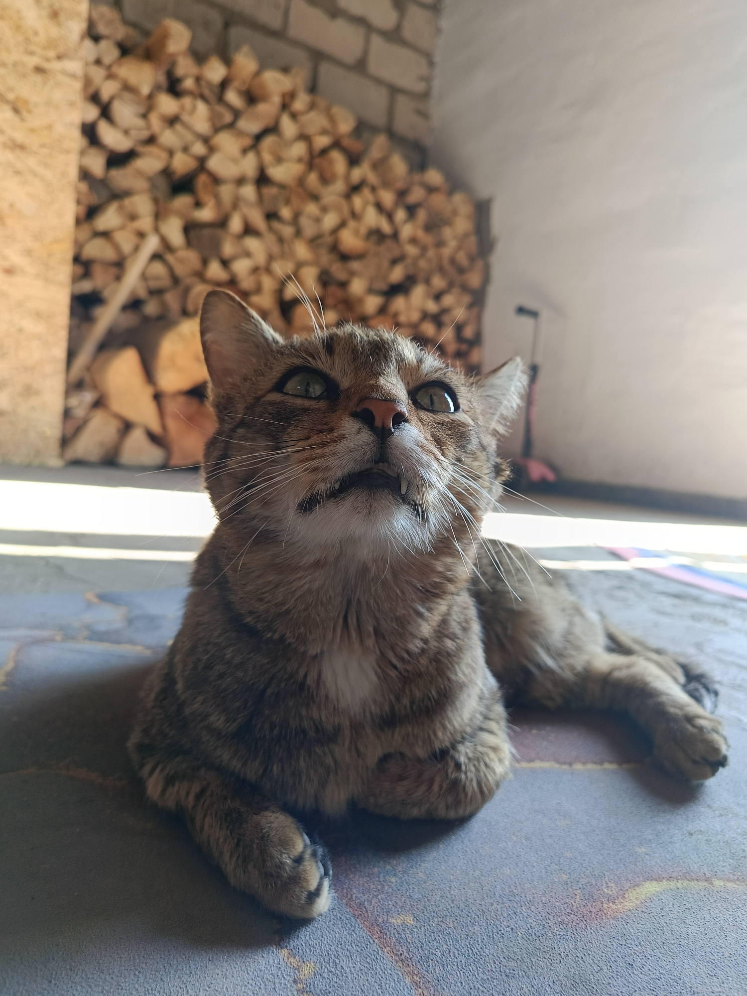 A brown tabby cat is lying on a patterned floor, looking upwards. The background includes a brick wall, a stack of firewood, and a light-colored wall. The location is Chaikovsky, Russia.