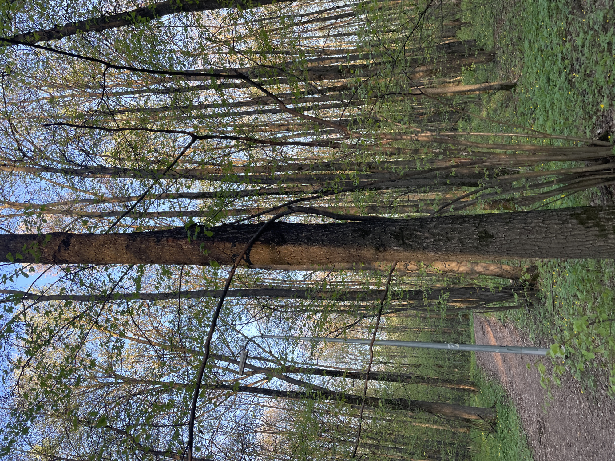 The image depicts a forest scene in Kazan, Russia. A dirt path runs through a dense woodland area, lined with tall trees. The trees have budding green leaves indicating springtime. A metal pole is visible along the path, possibly a light post. The forest floor is covered with low-lying green vegetation. The image is shot at a low angle, looking up towards the canopy, showing a glimpse of the sky between the branches.