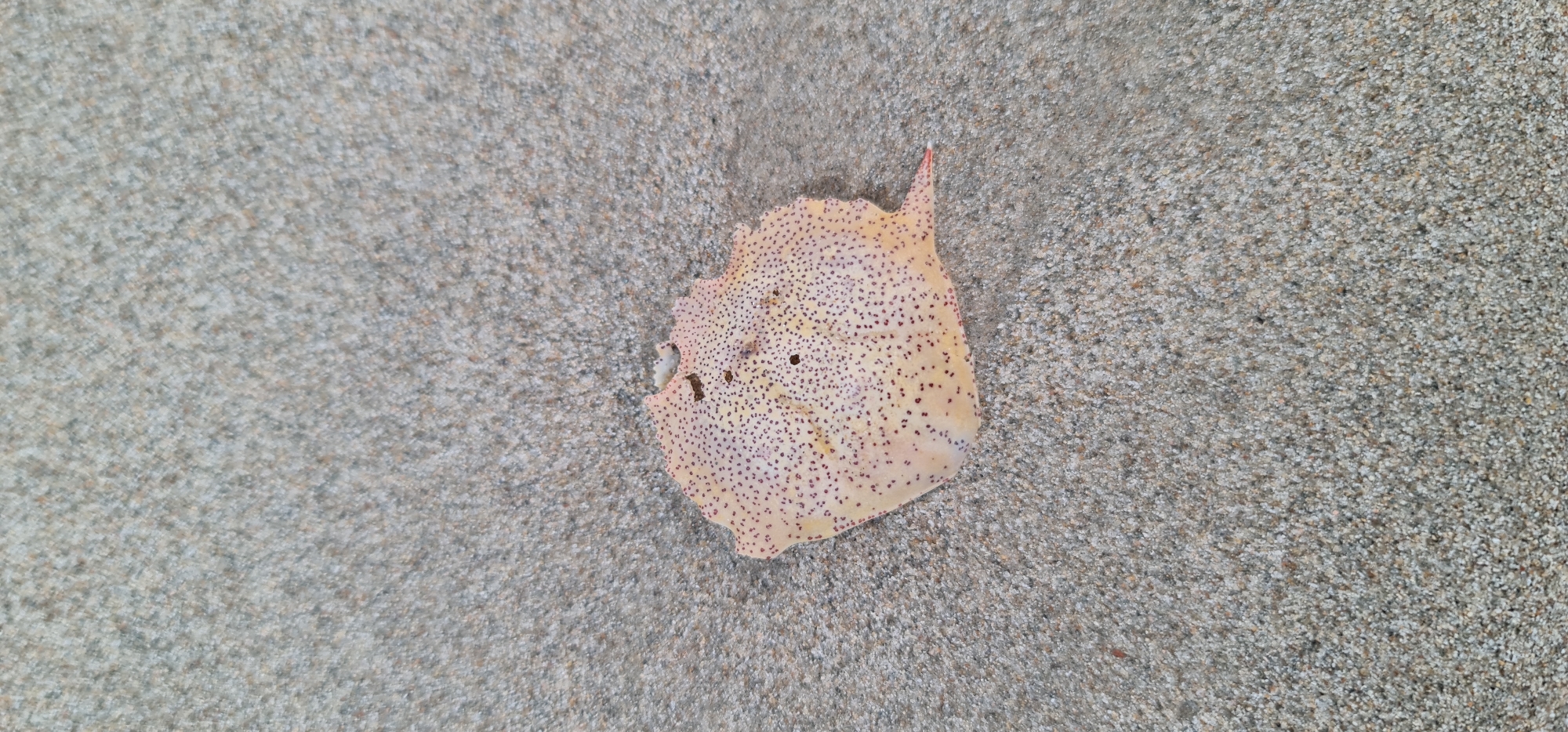 A mottled leaf lies on a sandy surface. The leaf is predominantly light tan with small, dark brown spots densely covering its surface. There are a few small holes in the leaf. The edges of the leaf are irregular and somewhat frayed. The sand is a uniform gray color and appears to be fine-grained. The image was taken outdoors, at a beach location in Đà Nẵng, Vietnam. No people or actions are visible in this still life photograph.