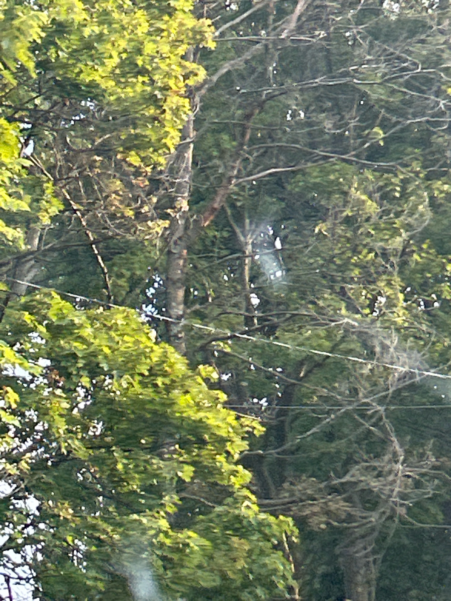 The image is a close-up, vertical shot of trees with dense foliage and branches. Sunlight filters through the leaves, creating bright highlights and shadows. Several horizontal lines, likely power lines or cables, are visible stretching across the scene, intersecting with the branches. The overall impression is a natural, outdoor environment. The specific location in Robinson Township, United States of America is not discernible from the visual information provided in the image.