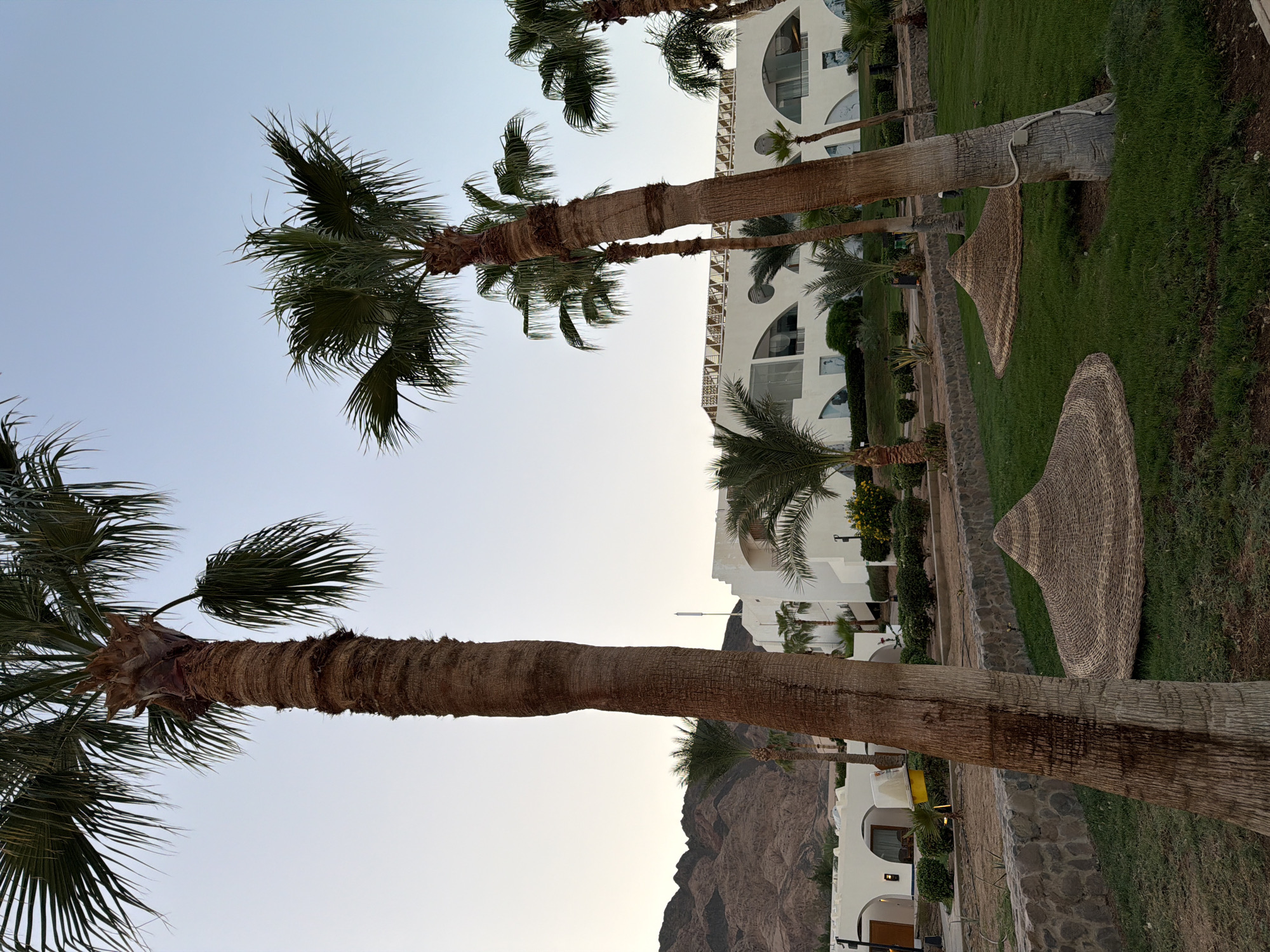 In Dahab, Egypt, a resort scene unfolds with towering palm trees dominating the foreground. Their rough, textured trunks and lush green fronds reach towards a pale, clear sky. Behind the trees, a modern, white building with large, arched windows and balconies is visible. The building's architecture features curved lines and a light, airy aesthetic, suggesting a comfortable resort or hotel. In front of the building, manicured green grass covers the ground, dotted with several conical woven straw sunshades. A low stone wall separates the grassy area from a pathway and the building. In the distance, rugged brown mountains rise, characteristic of the Sinai Peninsula landscape. The overall impression is one of a serene and well-maintained resort, offering a tropical getaway against a dramatic natural backdrop.
