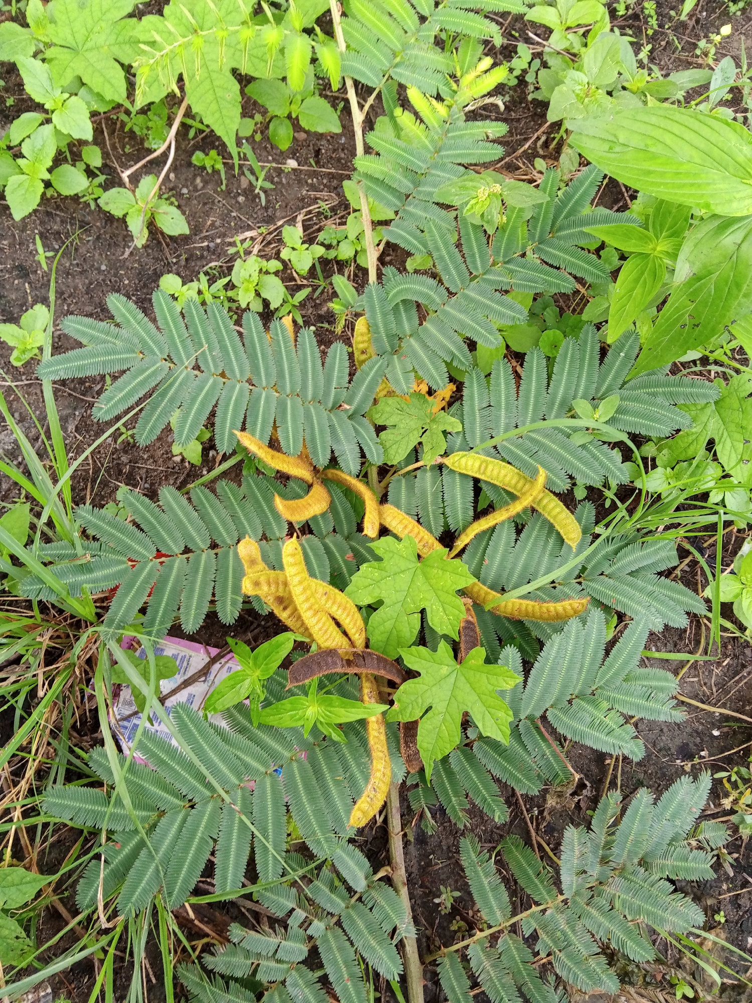 In Buketteukuh, Indonesia, a cluster of Mimosa pudica, commonly known as the sensitive plant, is growing on the ground. The plant's compound leaves are a vibrant green, with each leaflet exhibiting a feathery texture. Several elongated, fuzzy, yellow seed pods are scattered amongst the foliage, some beginning to turn brown. In addition to the dominant sensitive plant, other green vegetation, including grasses and broader-leaved plants, are present. The ground beneath the plants appears to be a mix of dark soil and debris. The scene is captured from a top-down perspective.