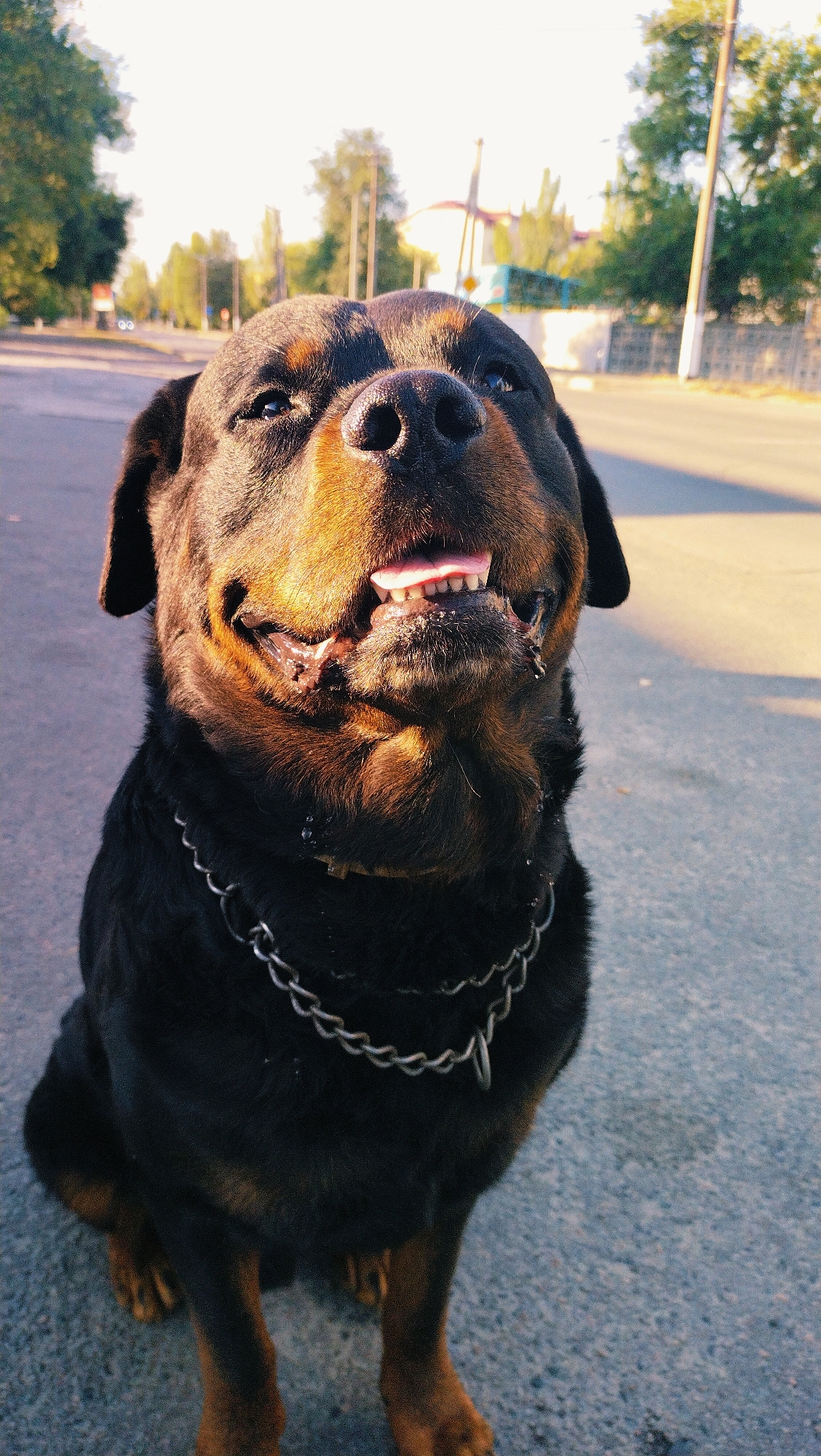A Rottweiler dog sits on an asphalt road in Horishni Plavni, Ukraine, with its mouth open and tongue visible. The dog wears a metal chain collar. The background shows a street lined with trees and buildings under a bright sky. The lighting suggests it is either early morning or late afternoon.