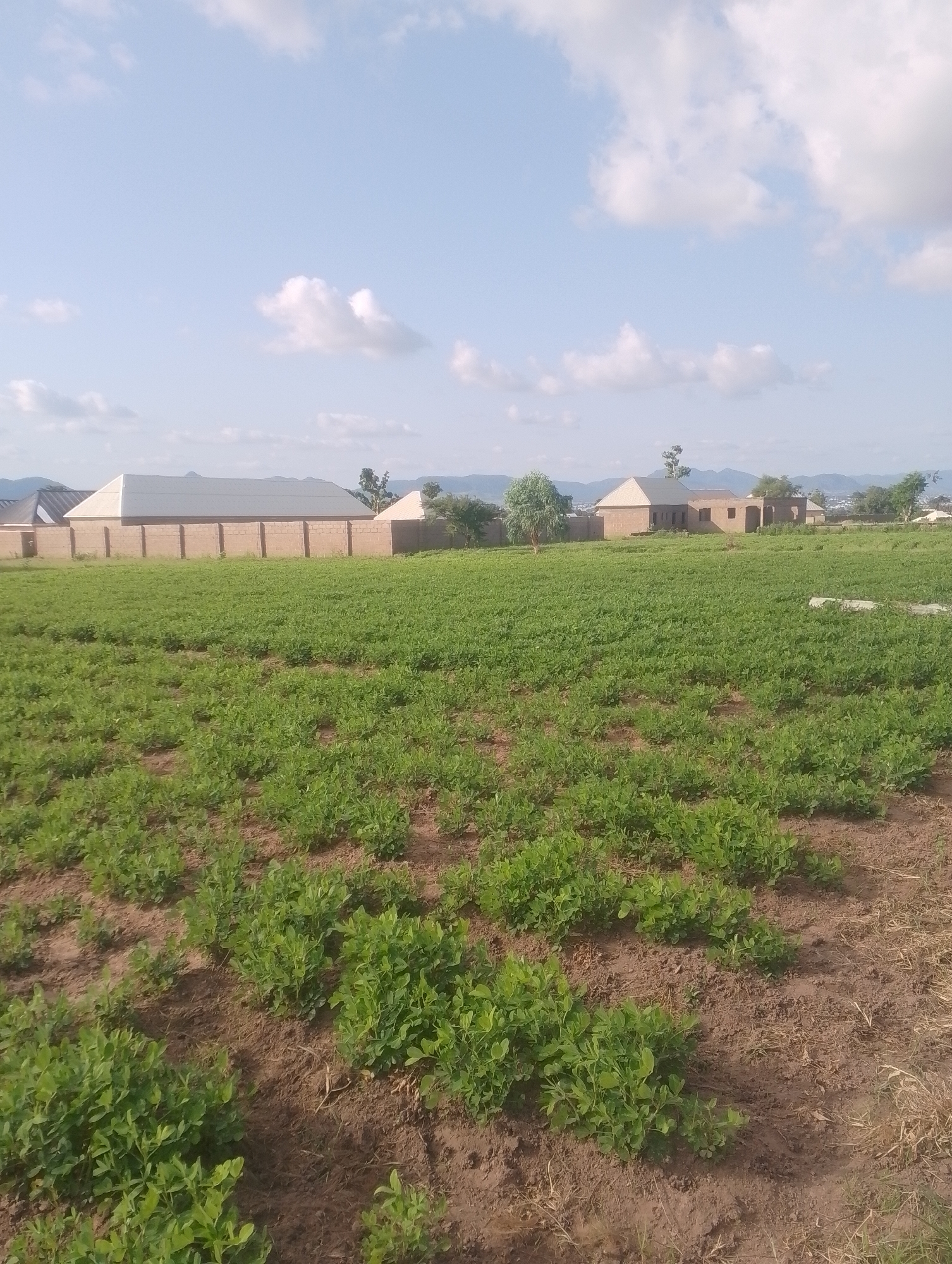 The image depicts an agricultural field in an undeveloped area, likely on the outskirts of a city. In the foreground, a vast field of green crops, possibly peanuts, stretches across the frame, with rows of plants clearly visible against the brown soil. Beyond the field, a brick wall encloses a property with several unfinished or newly constructed buildings. The architecture suggests a residential or commercial development in progress. In the background, a range of hills or mountains can be seen, indicative of a natural landscape surrounding the developed area. The sky is partly cloudy with scattered white clouds against a light blue expanse. The overall scene conveys a sense of rural development encroaching on agricultural land.