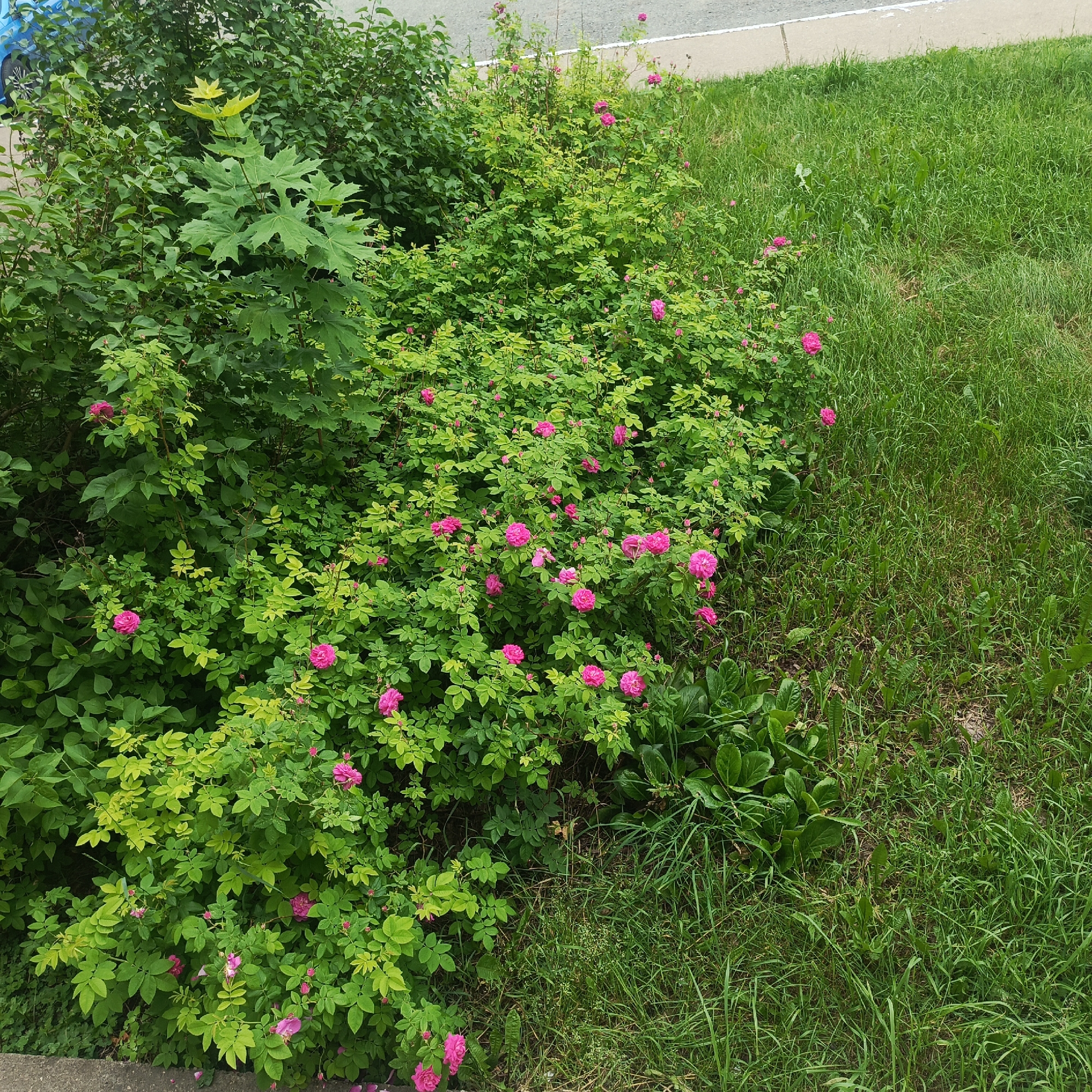 The image depicts a lush green bush with numerous pink roses in bloom, situated next to a patch of tall grass. The bush is dense with leaves and branches, and the roses are scattered throughout, with some fully open and others still in bud. To the left of the bush, a large-leafed plant is visible, and in the background, a grey paved area suggests a road or sidewalk. The overall scene conveys a natural, outdoors setting, possibly a garden or park within a residential area. There are no people or animals present in the image. The location is identified as Марковский, Russia.