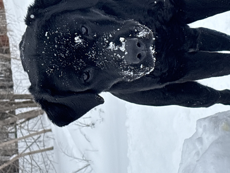 An adult black Labrador Retriever stands facing forward in a snowy outdoor environment within the city of Chaikovsky, Russia. The dog's head and upper torso are visible, with its dark fur partially covered in white snow particles on its forehead, muzzle, and around its nose and mouth. Its dark eyes are directed towards the viewer. The background consists of a uniformly white snow-covered ground and several bare deciduous trees or shrubs, indicative of a winter landscape.