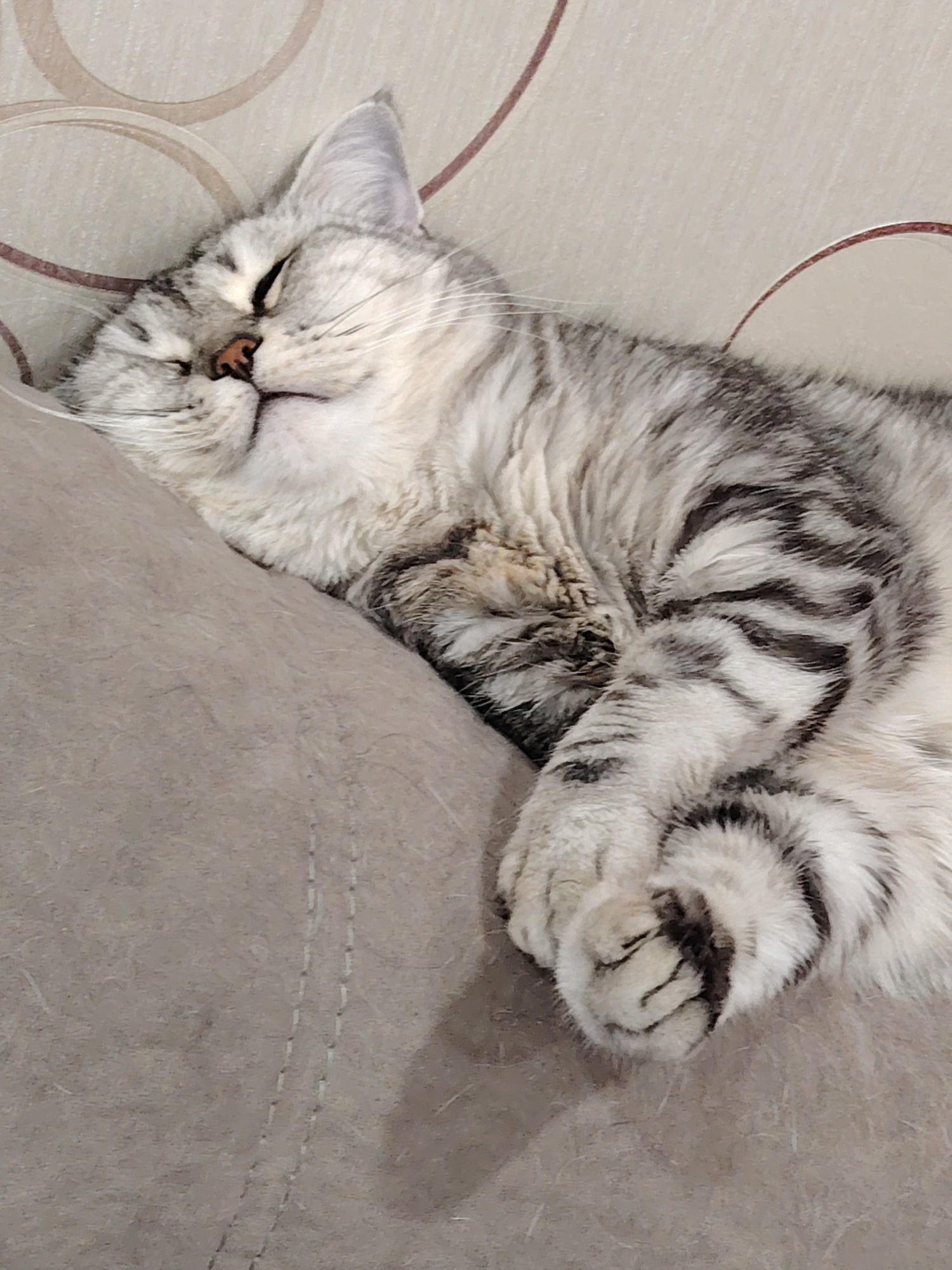 A close-up, eye-level shot shows a silver tabby cat sleeping soundly on a soft, beige surface, likely a couch or bed. The cat is curled up with its paws crossed, its head resting on its body. Its eyes are closed, and its nose is slightly upturned. The cat has a striped pattern of dark gray or black on a lighter gray or silver coat. The background is a beige wall with a subtle, circular pattern. The lighting is soft and natural. The image is focused on the sleeping cat, with the background slightly blurred. The scene is peaceful and serene.