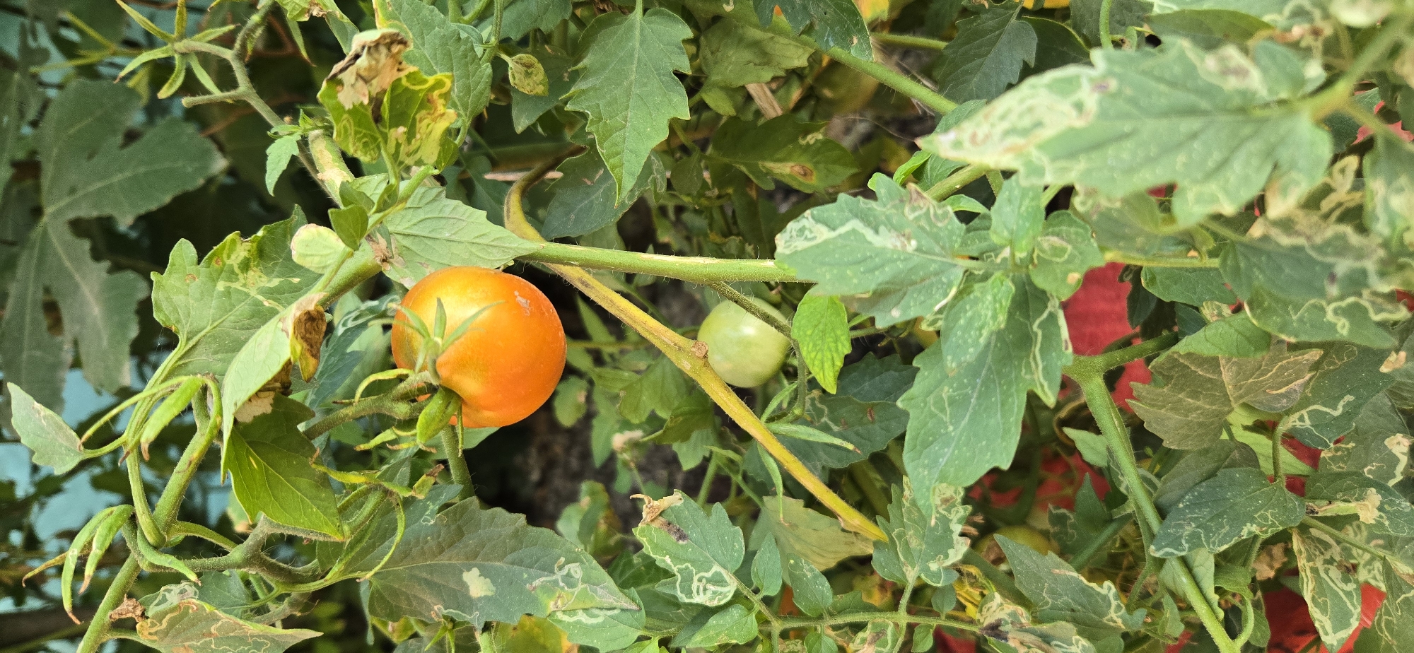 A close-up, vertical shot focuses on a tomato plant with a single ripe, orange tomato prominently displayed. The tomato is round, smooth, and hangs from a thin stem with green sepals. Below the ripe tomato, a smaller, unripe green tomato is visible. The plant's leaves are a vibrant green, some showing signs of damage or discoloration, with pale, winding patterns. The stems are green and slightly fuzzy. The background is a soft blur of green foliage and a hint of a blue wall. The scene appears to be outdoors, likely in a garden or farm setting. The precise location in Tel, Azerbaijan, cannot be determined from the image alone.