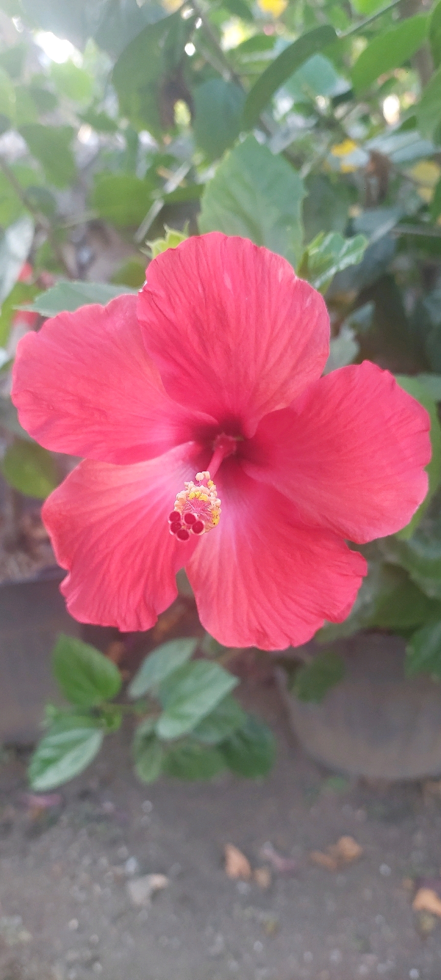 A close-up, eye-level, vertical, medium shot captures a vibrant red hibiscus flower in full bloom. The flower is the central focus, positioned slightly off-center to the left, with its delicate petals unfurled. The stamens, a bright yellow tipped with red anthers, are prominently visible at the flower's center, extending outwards. The background consists of lush, green foliage, which is softly blurred, creating a bokeh effect that further emphasizes the flower. The ground beneath is a mixture of dirt and pebbles, also out of focus. The lighting suggests it is daytime, with the sun casting a gentle glow that highlights the flower's texture and color. The image appears to have been taken outdoors, possibly in a garden or park, in Lumajang, Indonesia.