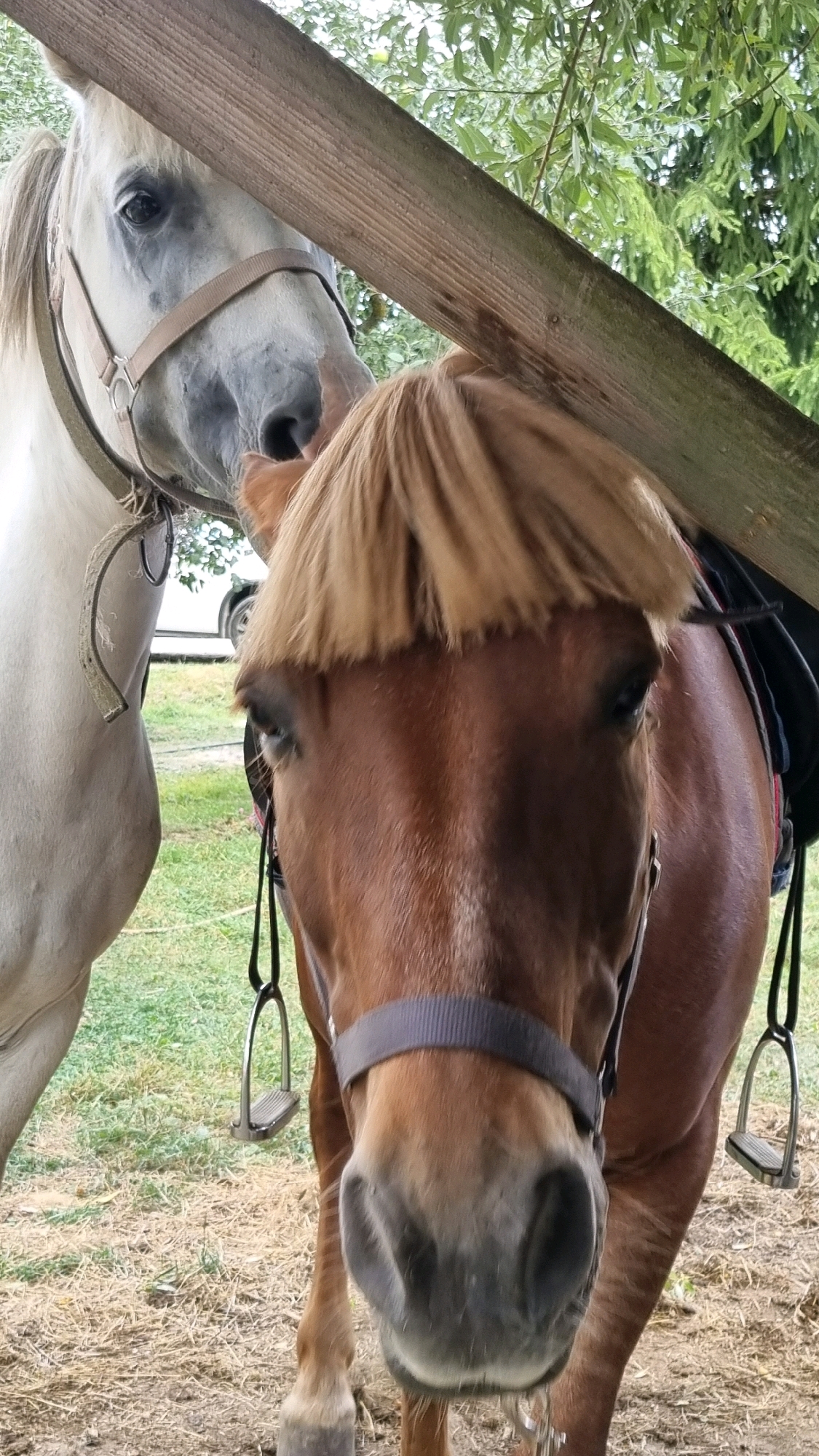 Two horses, one white and one brown, are standing close together in a rural outdoor setting. A wooden beam passes diagonally across the upper portion of the image, obscuring part of the white horse's head and face. The white horse is wearing a light-colored halter. The brown horse, positioned in the foreground, has a distinctive, short, blonde mane that appears almost like a haircut. It is also wearing a dark halter and a saddle pad can be seen behind its neck. Both horses have stirrups hanging from their bridles or saddles. The ground is covered with dry grass and dirt. In the background, trees and foliage are visible, suggesting a natural or agricultural environment, possibly on the outskirts of Izky, Ukraine.