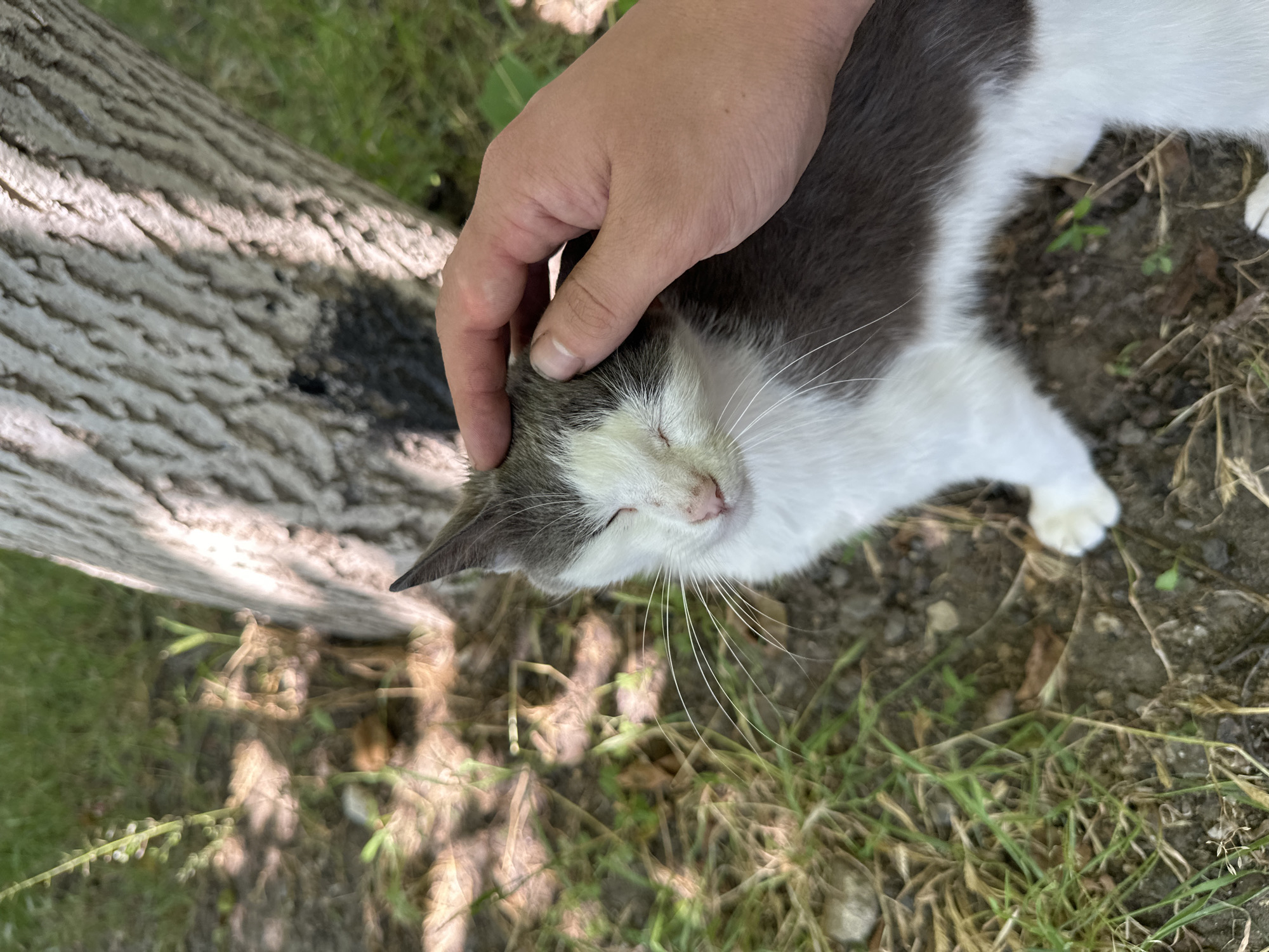 In Comrat, Moldova, a person's hand gently strokes the head of a bicolor cat with gray and white fur. The cat is sitting on the ground, amidst dry grass and dirt, near the trunk of a large tree. The cat's eyes are closed, suggesting contentment. The environment appears to be outdoors, possibly a park or a yard, with dappled sunlight filtering through the tree's leaves.