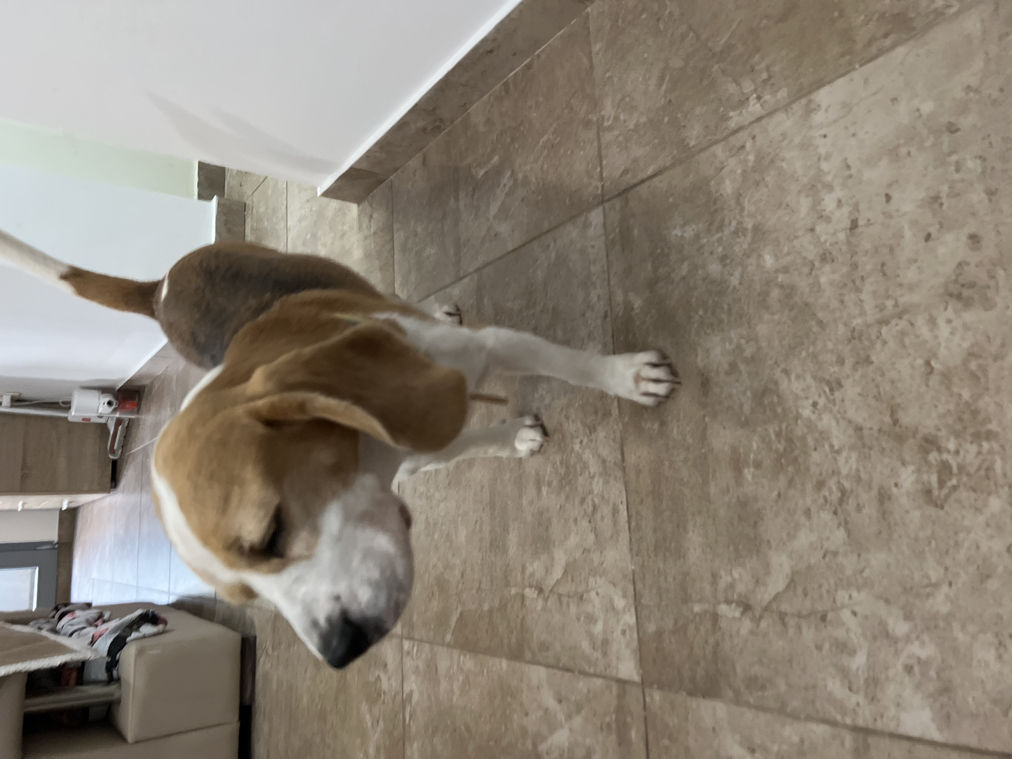 A beagle dog stands on a tiled floor in an indoor hallway. The dog is facing left, with its head slightly down. Its fur is a mix of brown, white, and tan. The floor is tiled with large, light-colored tiles. To the left of the dog, a cream-colored sofa with a patterned throw blanket is visible. In the background, a wooden dresser and a white wall are present. A vacuum cleaner is also visible in the background. The scene appears to be in a residential or hotel hallway.