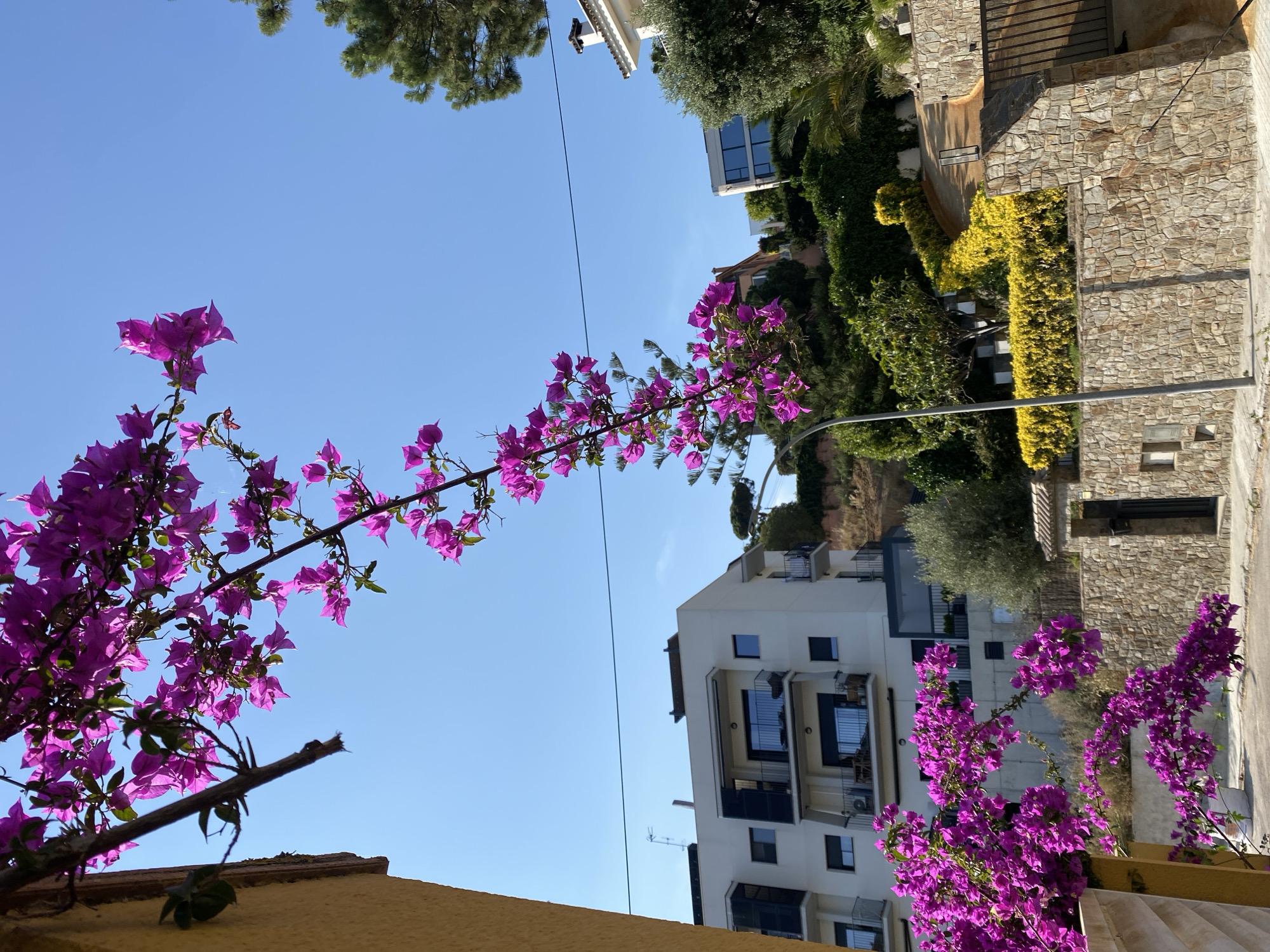 The image presents a vibrant, sunlit outdoor scene, likely in a residential area of Vilassar De Dalt, Spain, given the provided context. The perspective is an upward view towards a clear, bright blue sky, indicating excellent weather conditions.
Dominating the foreground and stretching across the middle of the frame are abundant clusters of bright fuchsia or purple bougainvillea flowers. These blossoms appear on long, arching branches, with the sunlight illuminating their vivid color and papery petals against the sky. A section of a warm yellow-orange wall or building edge is visible along the bottom, providing a base for some of the floral elements.
In the midground and background, architectural elements and lush vegetation are visible. Several modern, white multi-story buildings with dark-framed windows and balconies dot the landscape, suggesting residential properties. Textured stone walls, characteristic of Mediterranean construction, separate different sections of the terrain. The area is rich with greenery, including tall trees, dense hedges (some appearing bright yellow-green), and various shrubs, contributing to a verdant and well-maintained environment. A thin, dark utility wire stretches across the blue sky, and a grey street lamp pole is partially visible on the right side of the image.
The time of day appears to be either late morning or early afternoon, marked by the clear sky and the bright, direct sunlight illuminating the scene. There are no people or specific activities depicted, lending a peaceful and tranquil atmosphere to the image. No visible text is present within the frame.