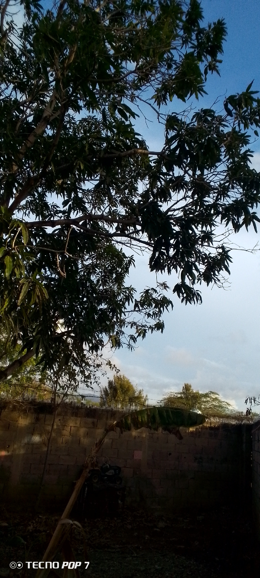 The image presents a scene in Altagracia, Venezuela. The foreground is dominated by a large tree with dense, dark green foliage filling the upper portion of the frame. Below the tree is a concrete block wall, partially obscured by shadow. Behind the wall, there are other trees and some glimpses of the sky, which is a pale blue with some white clouds. The image is taken in what appears to be the early morning or late afternoon, based on the lighting. The ground area in front of the wall is dark and partially obscured, but some debris and vegetation are visible. A 'TECNO POP 7' watermark is present in the bottom left corner of the image.