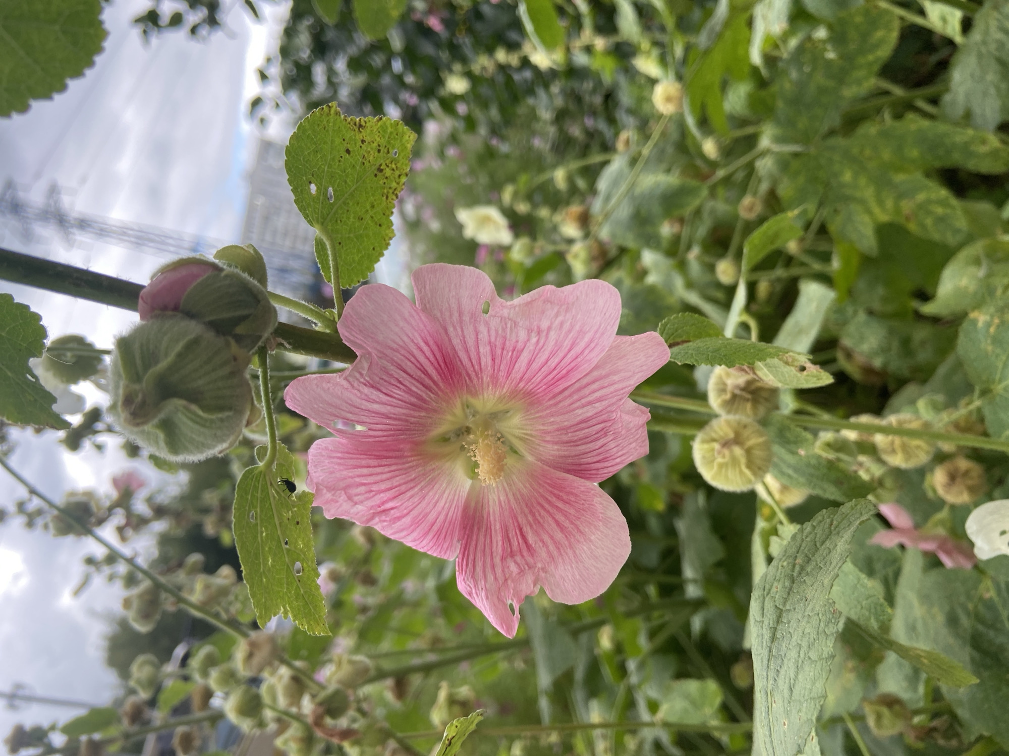 A close-up, eye-level, outdoor shot captures a single pink hollyhock flower in bloom, its petals delicately veined and slightly ruffled. The flower is positioned slightly to the left of center and is the primary subject. Surrounding the bloom are numerous green hollyhock buds in various stages of development, some covered in fine hairs. Several green leaves, some with small holes, are visible in the foreground and midground. The background is softly blurred, showing a dense collection of green foliage, other pink and white flowers, and in the far distance, hints of structures and a tall power line tower under an overcast sky. The overall scene suggests a garden setting within the city of Balashikha, Russia.