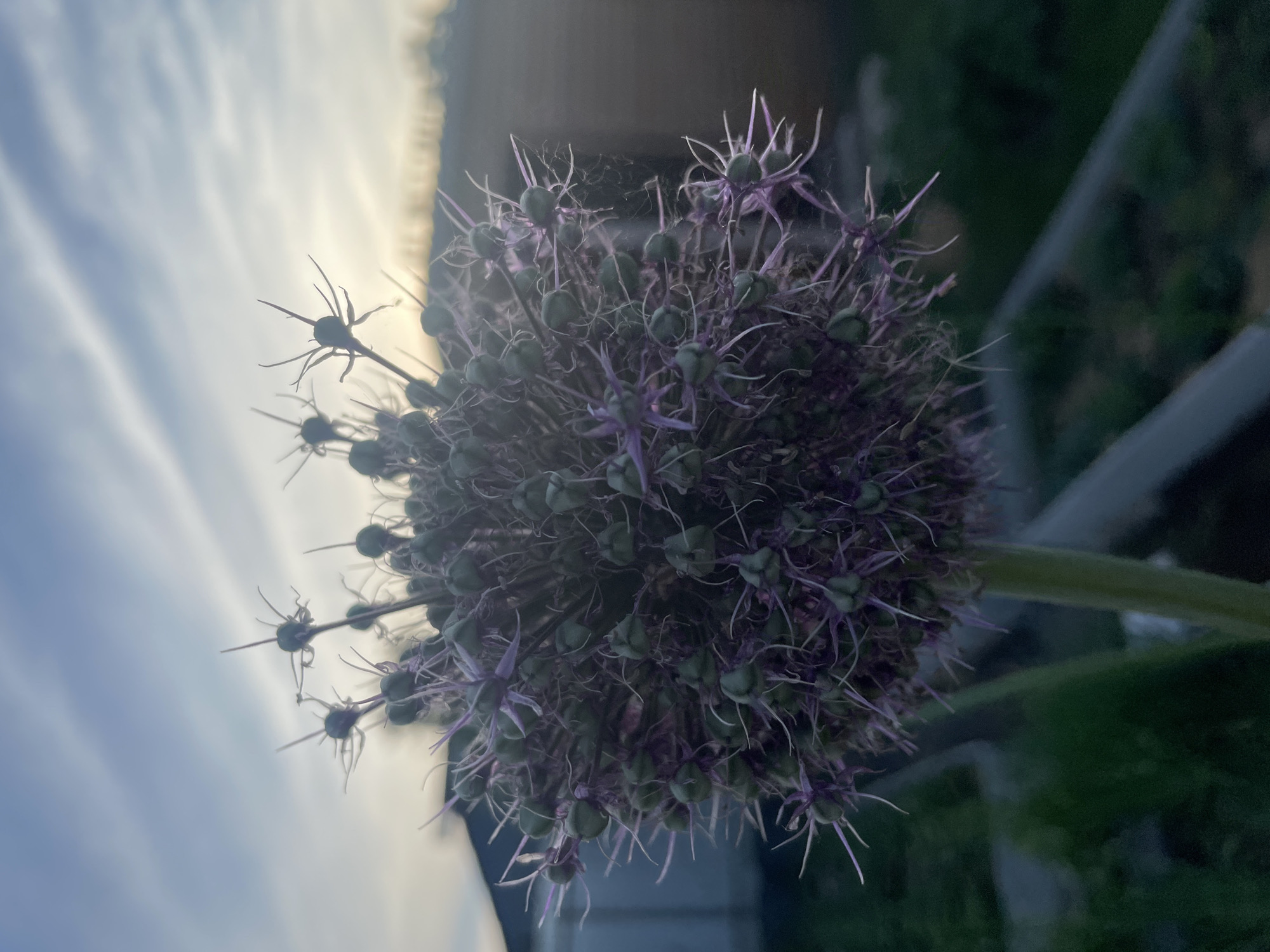 A close-up, eye-level, outdoor photograph depicts a spherical purple Allium flower head against a softly blurred background of a building and sky. The flower head, the primary subject, is composed of numerous small, green bud-like structures topped with delicate purple filaments, giving it a spiky, otherworldly appearance. The sky above displays a soft gradient of blue and white, with subtle cloud formations indicating either dawn or dusk. In the background, a blurred wooden building with a darker roofline is visible on the right, while a lighter-colored structure, possibly a house, is present on the left. The overall lighting suggests a gentle, diffused light, characteristic of early morning or late evening. The environment appears to be a garden or yard, with hints of greenery in the lower foreground, indicating a location in Aropakkuzi, Russia. No people or animals are present in the frame.