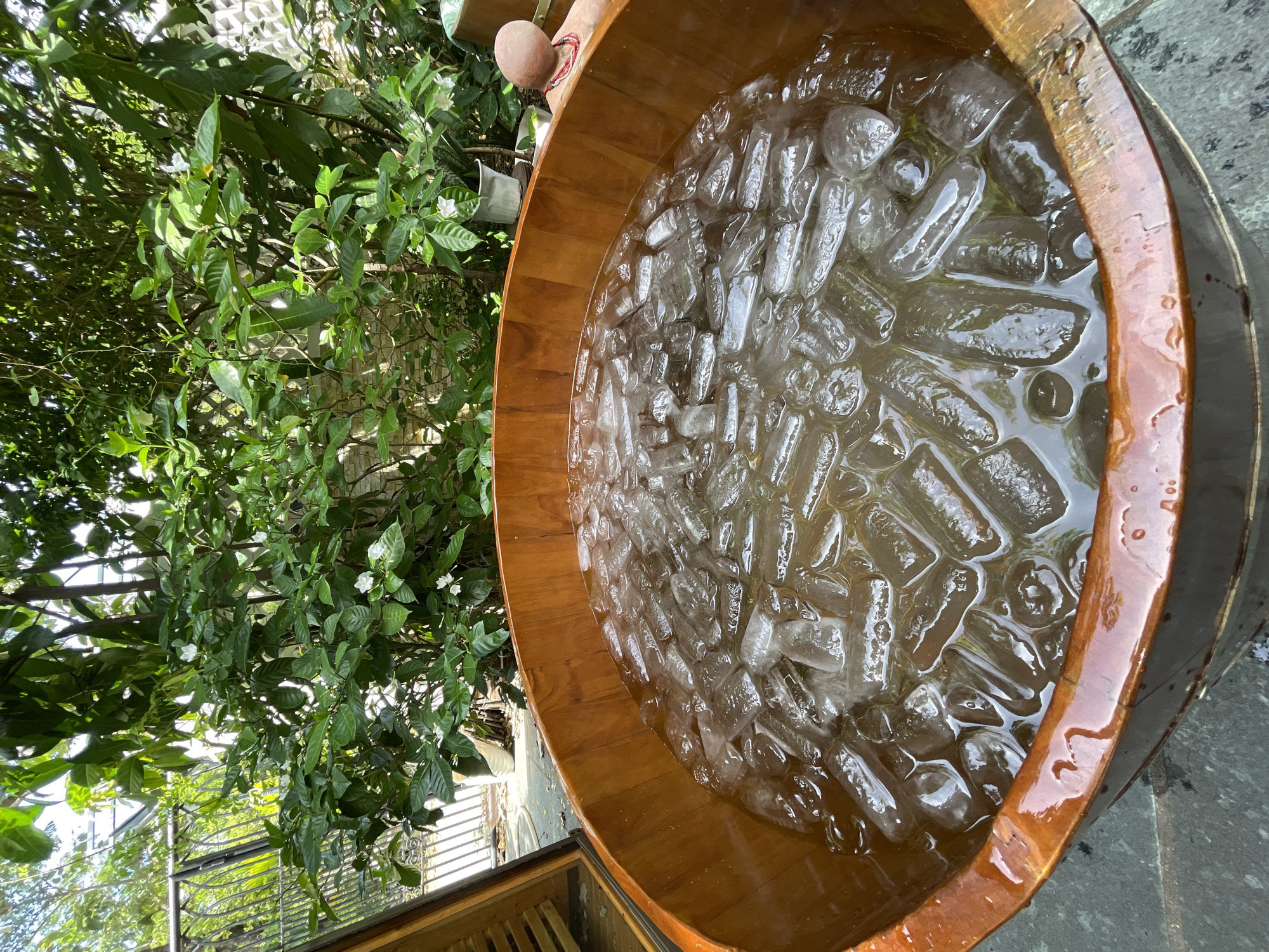 The image shows a close-up of a wooden barrel filled with ice and water, with lush green foliage in the background. The barrel is made of polished wood and has a reddish-brown hue. The ice cubes are elongated and appear to be melting, with water pooling around them. The foliage in the background consists of dense green leaves and some small white flowers. The setting appears to be outdoors, possibly a garden or a patio area. The presence of a fence and a building structure can be seen in the background, hinting at an urban or semi-urban environment. A small, light-colored object with a red necklace is visible to the right of the barrel, partially submerged in the water, suggesting a decorative element or a prop. The overall scene evokes a sense of refreshment and nature, possibly in a tropical climate. Without additional information or context, it is impossible to pinpoint the exact location in Đà Nẵng, Vietnam.