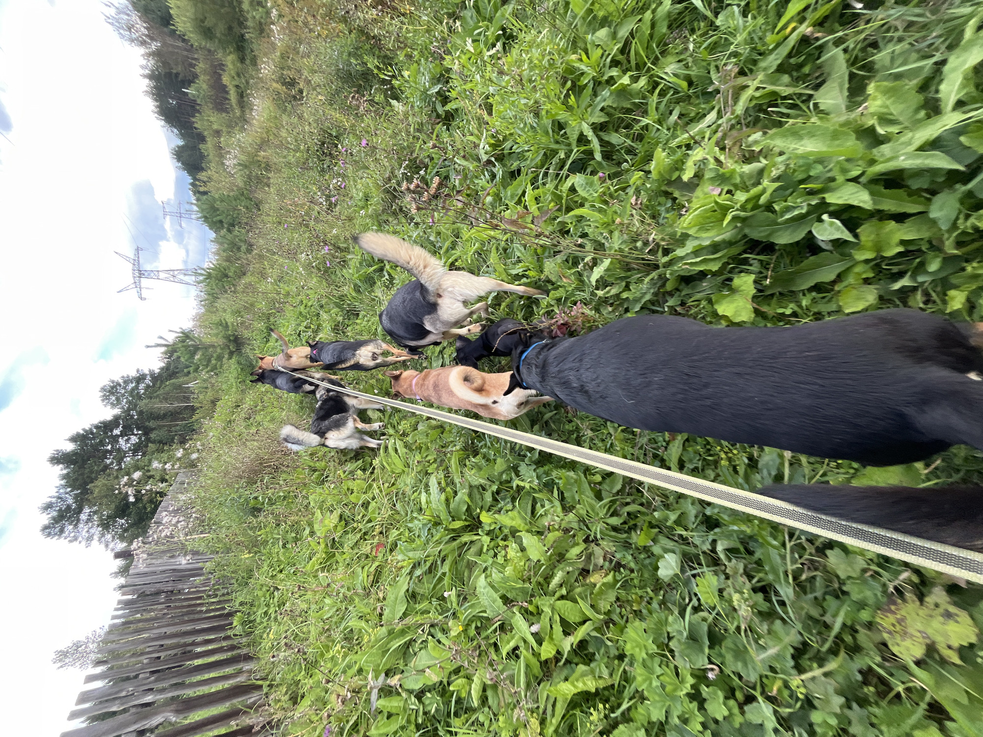 A group of seven dogs, led by a black dog on a leash, walks through a grassy field. The dogs are of various breeds and colors, including German Shepherds, a tan dog, and a black and white dog. They are walking away from the camera, down a path lined with tall grass and wildflowers. In the background, a wooden fence runs along the left side of the image, and trees and power lines are visible in the distance. The sky is cloudy. This scene appears to be in a rural or semi-rural area, possibly on the outskirts of a city. Nizhny Tagil, Russia is a city known for its industrial history and surrounding natural landscapes, which could include areas like this.