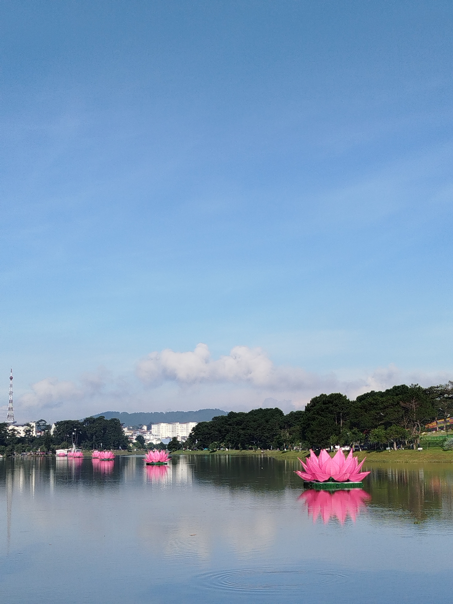 The image captures a serene scene at Xuan Huong Lake in Da Lat, Vietnam. The sky is a clear, light blue with some wispy clouds. The lake's surface reflects the sky, trees, and distant buildings, creating a sense of calm.
Several large, pink lotus flower structures float on the water. These are prominent features in the foreground, with one notably closer to the viewer. In the background, a line of lush green trees borders the lake, separating it from the cityscape. Buildings can be seen among the trees. A radio tower rises on the left side. The light suggests it is either early morning or late afternoon.