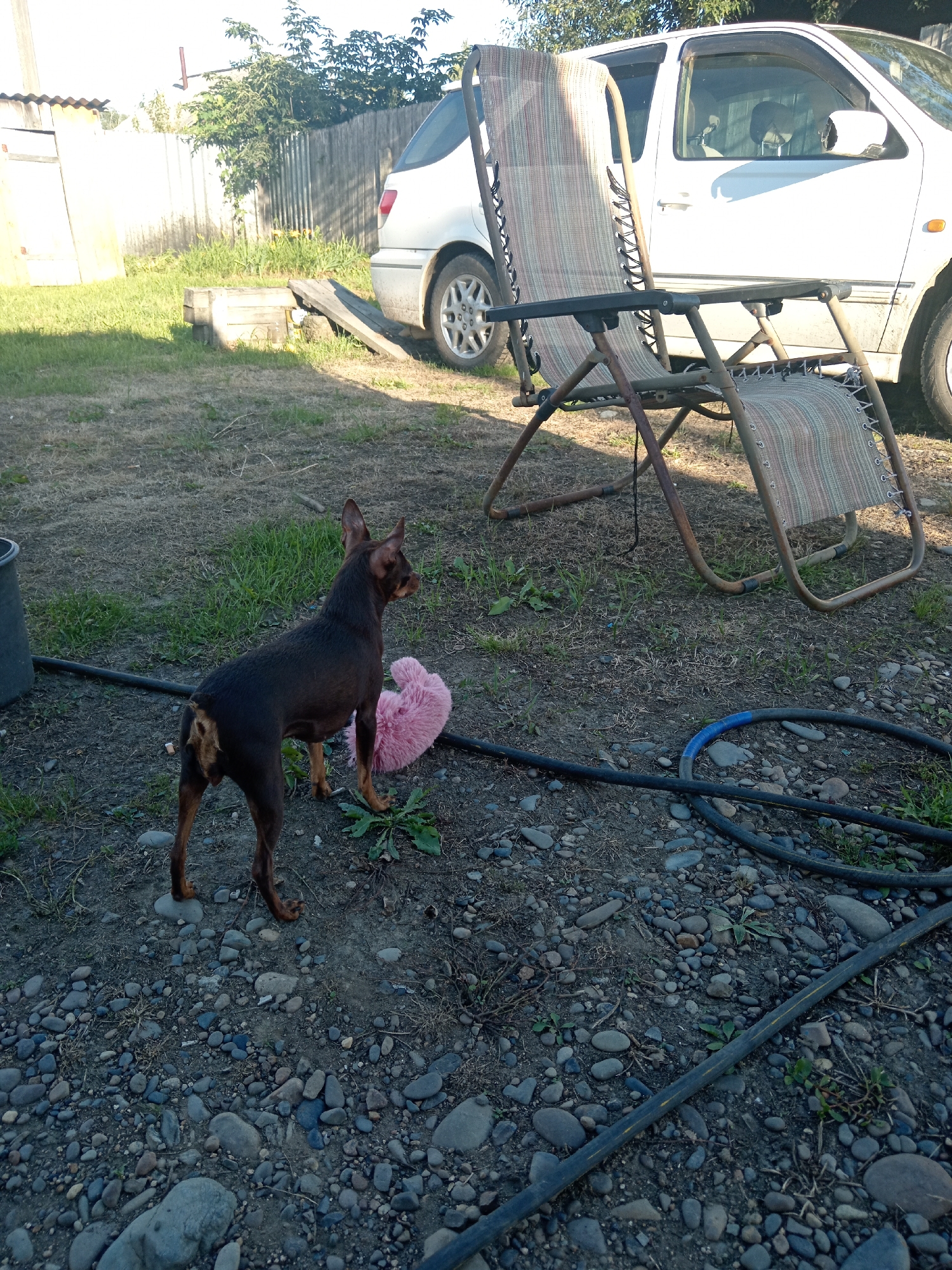 A small brown dog stands on a rocky surface in what appears to be a backyard. The dog is facing away from the camera, looking towards a pink heart-shaped object on the ground. In the background, a white car is parked next to a recliner chair. A wooden fence and some trees are visible behind the car. The ground is covered in a mix of dirt, grass, and small rocks. The scene is outdoors, with sunlight casting shadows. This scene is likely located in Novopokrovka, Russia.