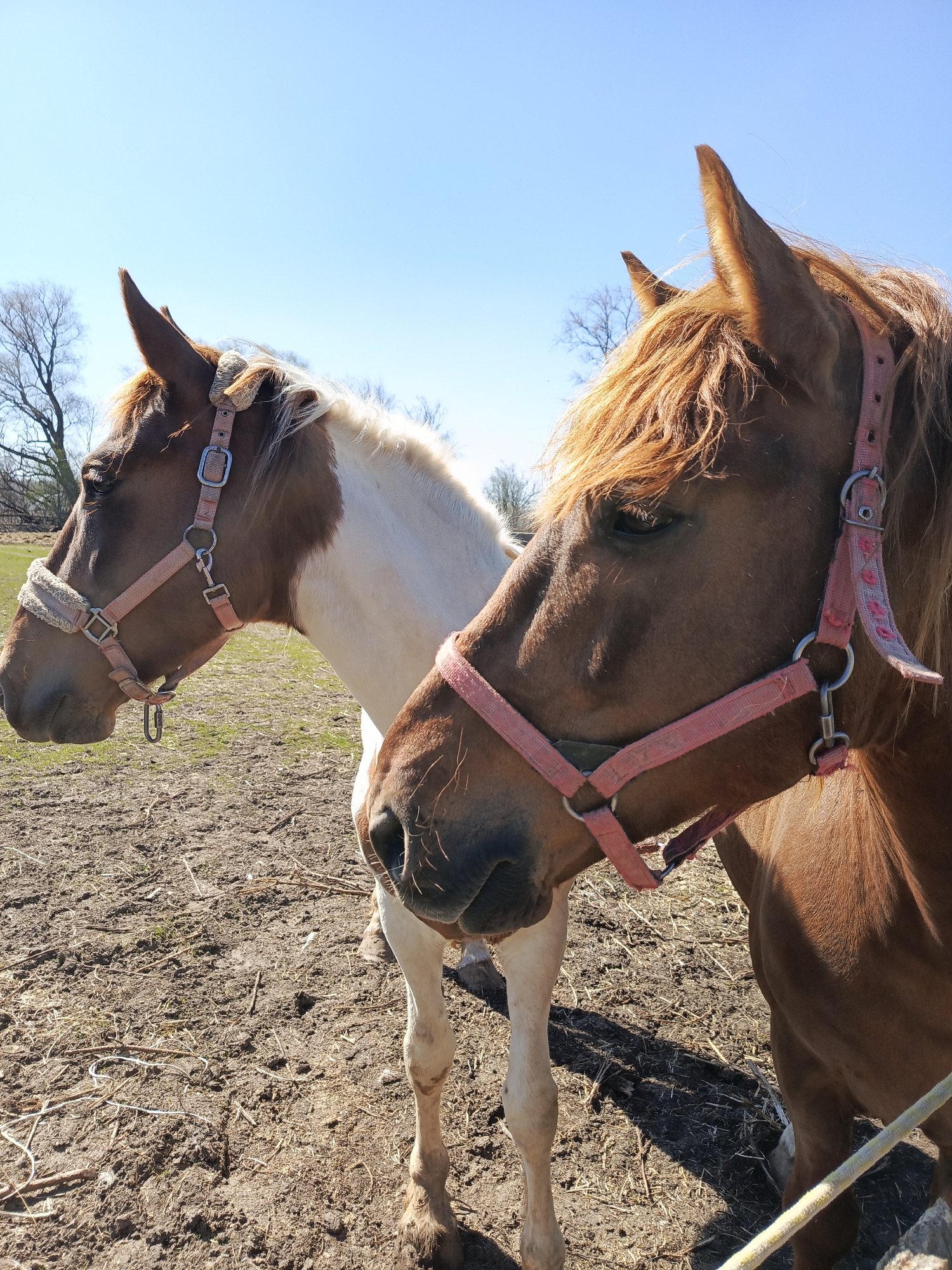 In an outdoor setting under a bright, blue sky, two horses stand close together in a field. The horse on the left has a brown and white coat with a pink halter. The horse on the right is brown with a matching pink halter. The field is muddy and sparsely covered with grass. In the background, bare trees are visible against the sky. This image provides no information to determine if the location is within or near the city of Кемуль, Russia.