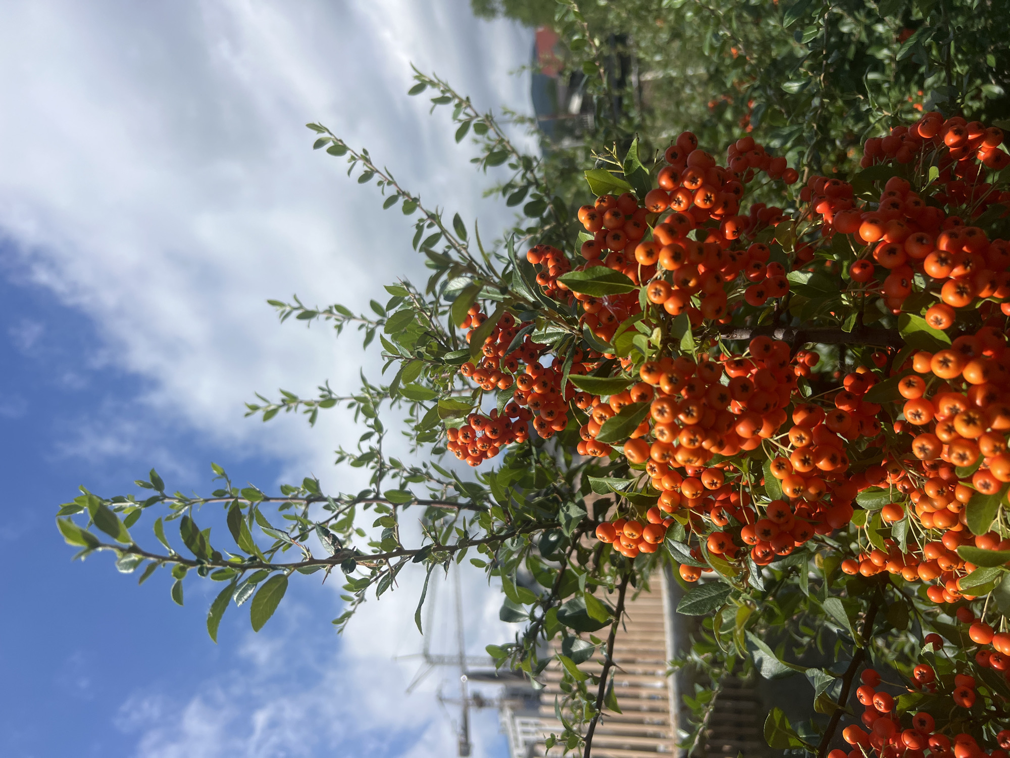 A close-up shot focuses on branches laden with bright orange berries against a partly cloudy blue sky. In the background, a construction site with a crane and buildings is visible, along with a wooden fence. The scene is outdoors, likely in a garden or park area. The berries appear to be Pyracantha, also known as firethorn. The overall impression is a juxtaposition of nature's bounty and urban development. The image is taken from a slightly low angle, looking up towards the sky.