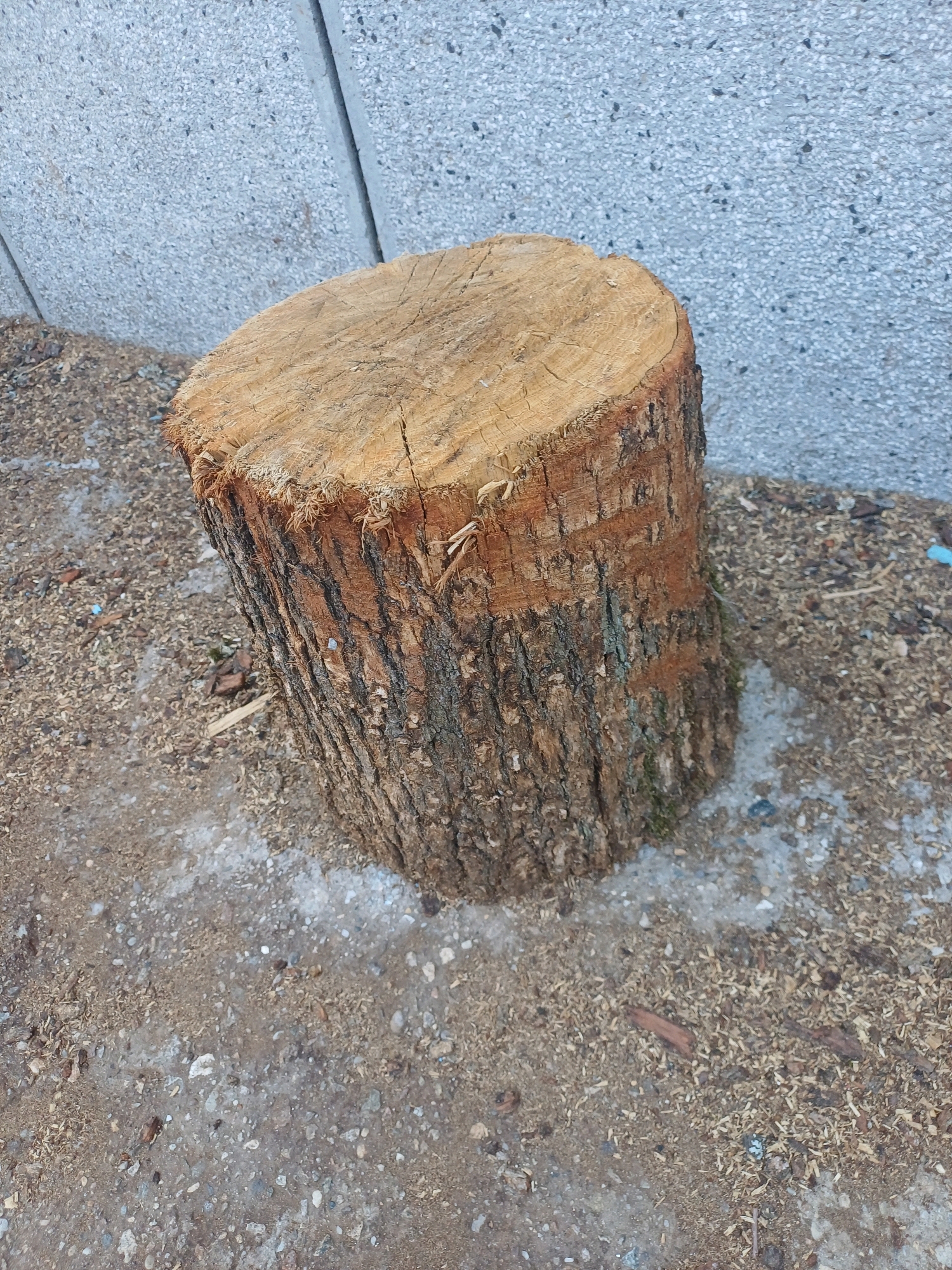 A close-up, eye-level shot focuses on a single, rough-cut tree stump positioned on a granular surface composed of dirt, wood chips, and small pebbles. The stump is cylindrical, with a textured, bark-covered exterior and a rough, wood-grained top surface. The background consists of a coarse, grey, speckled wall, possibly concrete, with vertical lines suggesting construction. The lighting appears natural, casting subtle shadows. The image was captured in Cheshnegirovo, Bulgaria.