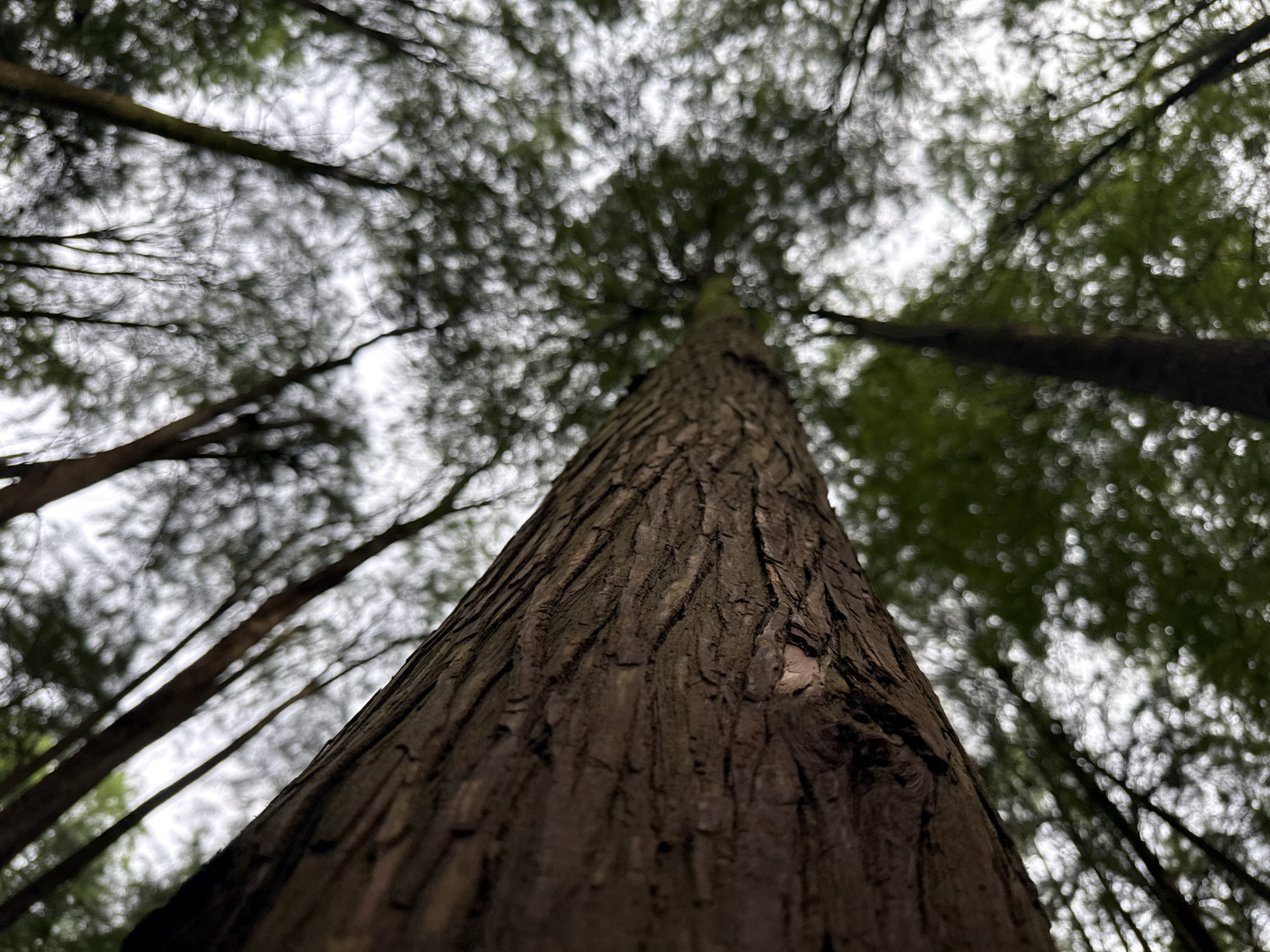 The image is a low-angle, close-up shot of a tree trunk, with the camera looking upwards into a canopy of trees. The bark of the foreground tree is rough and textured, showing deep grooves and ridges. The background is a blur of green foliage and sky, with the branches of other trees creating a latticework pattern against the overcast sky. The lighting suggests an outdoor environment, likely a forest or wooded area. The scene appears to be in Lin'an District, China, though no specific landmarks or distinguishing features are visible to confirm this. There are no people or animals present in the image.