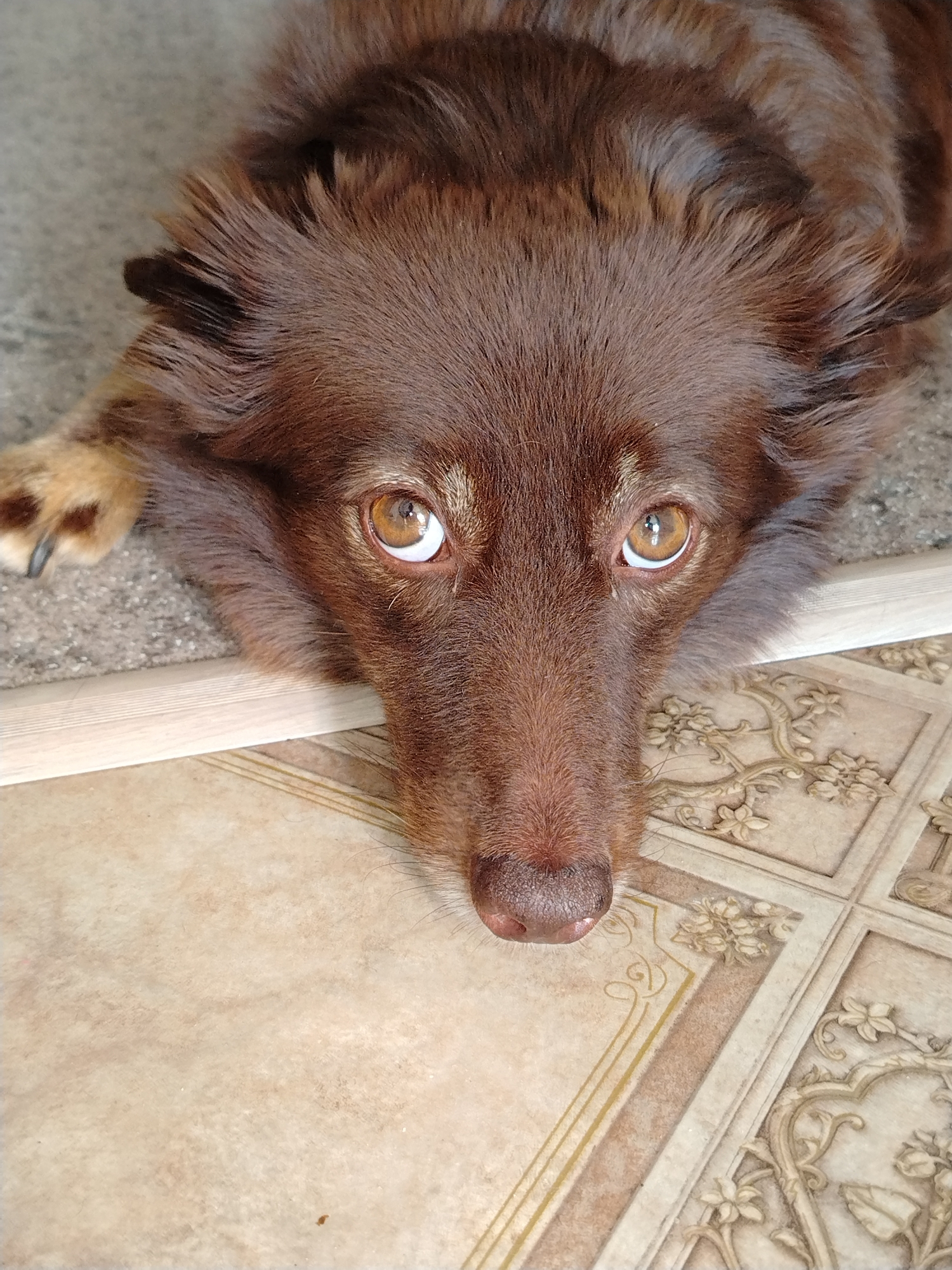 An overhead shot captures a brown Australian Shepherd dog with bright amber eyes lying on a floor. The dog's head is central to the frame, with its nose pointing downwards and slightly to the right. Its fur is a rich, dark brown, with lighter brown accents around its eyes and on its paws. The dog's ears are perked slightly forward, and its tail is not visible in the frame.
The dog is positioned on a tiled floor with a light brown, beige, and cream color palette. The tiles have an embossed pattern of floral designs and decorative borders, suggesting an indoor setting. To the left of the dog, a portion of a gray, textured surface is visible, possibly concrete or stone, and a light-colored wooden plank runs horizontally across the image, separating the dog from the tiled area. The lighting is bright and natural, casting subtle shadows.
The location of this scene is not specified in the image or accompanying information. Therefore, it cannot be determined if the image was taken in Noviy, Russia.