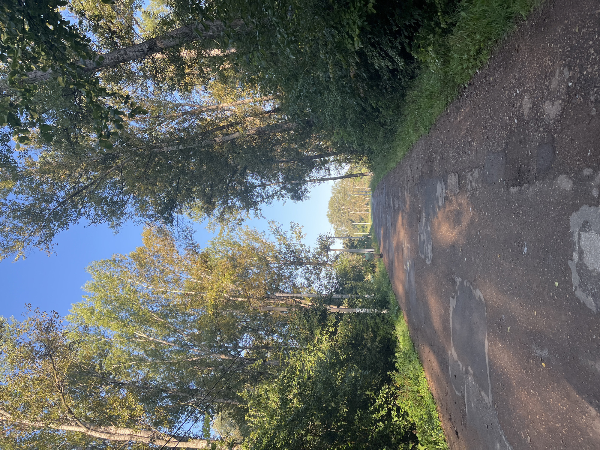 The image depicts a damaged asphalt road lined by tall trees with green and yellowing foliage. The road has numerous potholes and cracks. On the right side of the road, a person in a green shirt and shorts walks away from the camera. In the distance, on the left side of the road, a small animal, possibly a dog, is visible. Power lines are strung between poles on the left side of the road. The sky is clear and blue. The scene appears to be a rural or suburban area.
